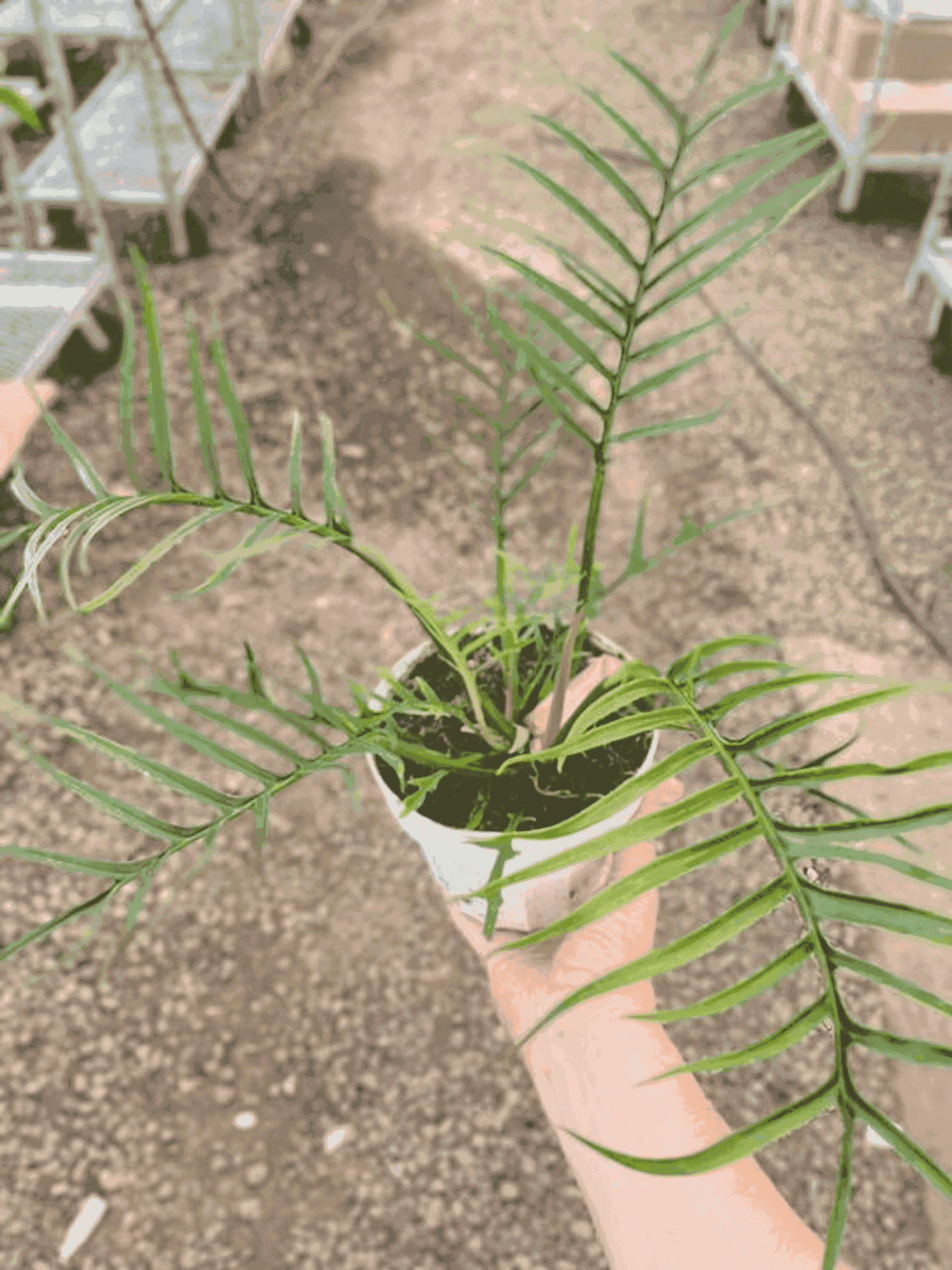 Philodendron 'Tortum' House Plant Wholesale