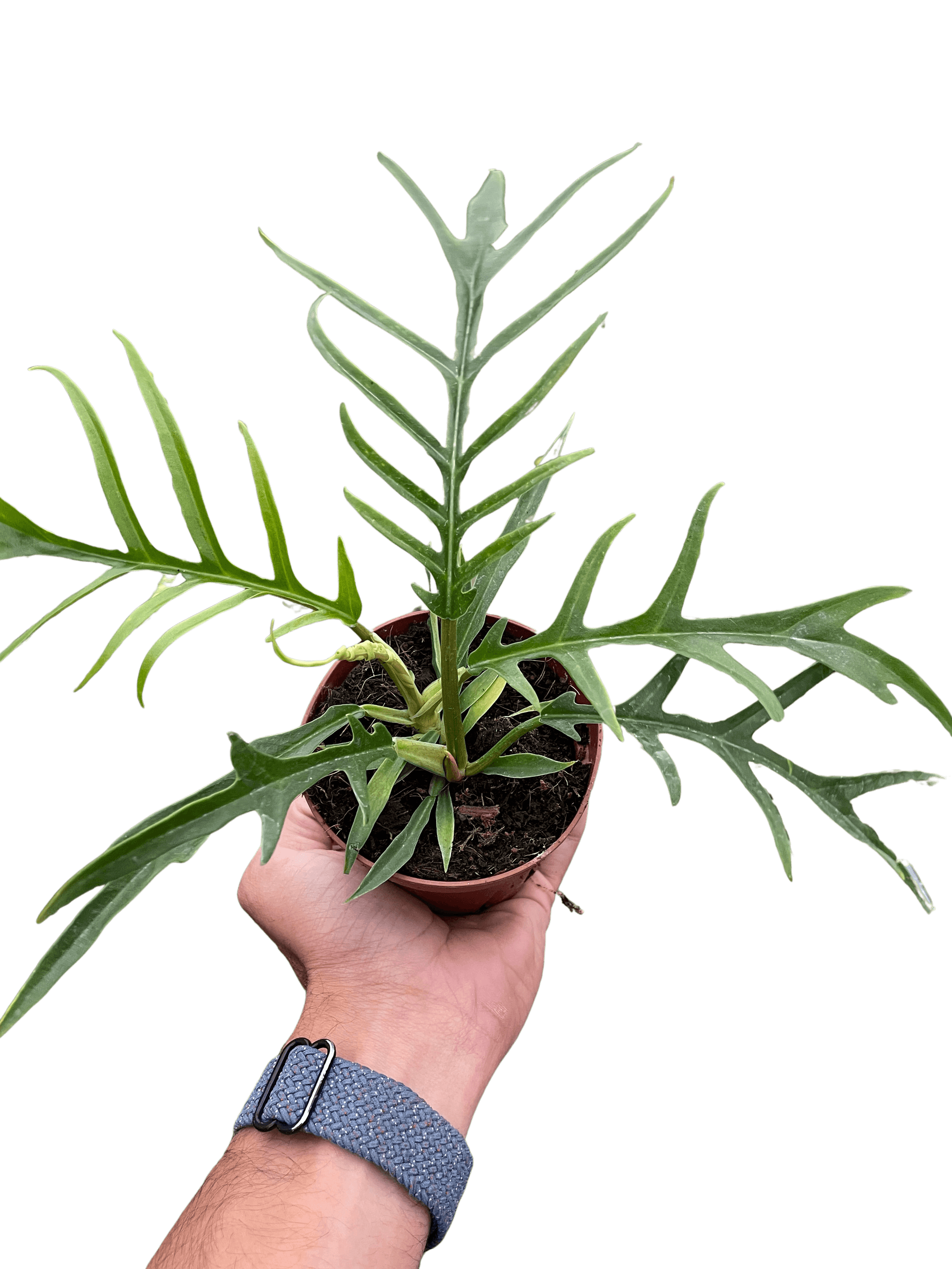 Philodendron 'Tortum' House Plant Wholesale