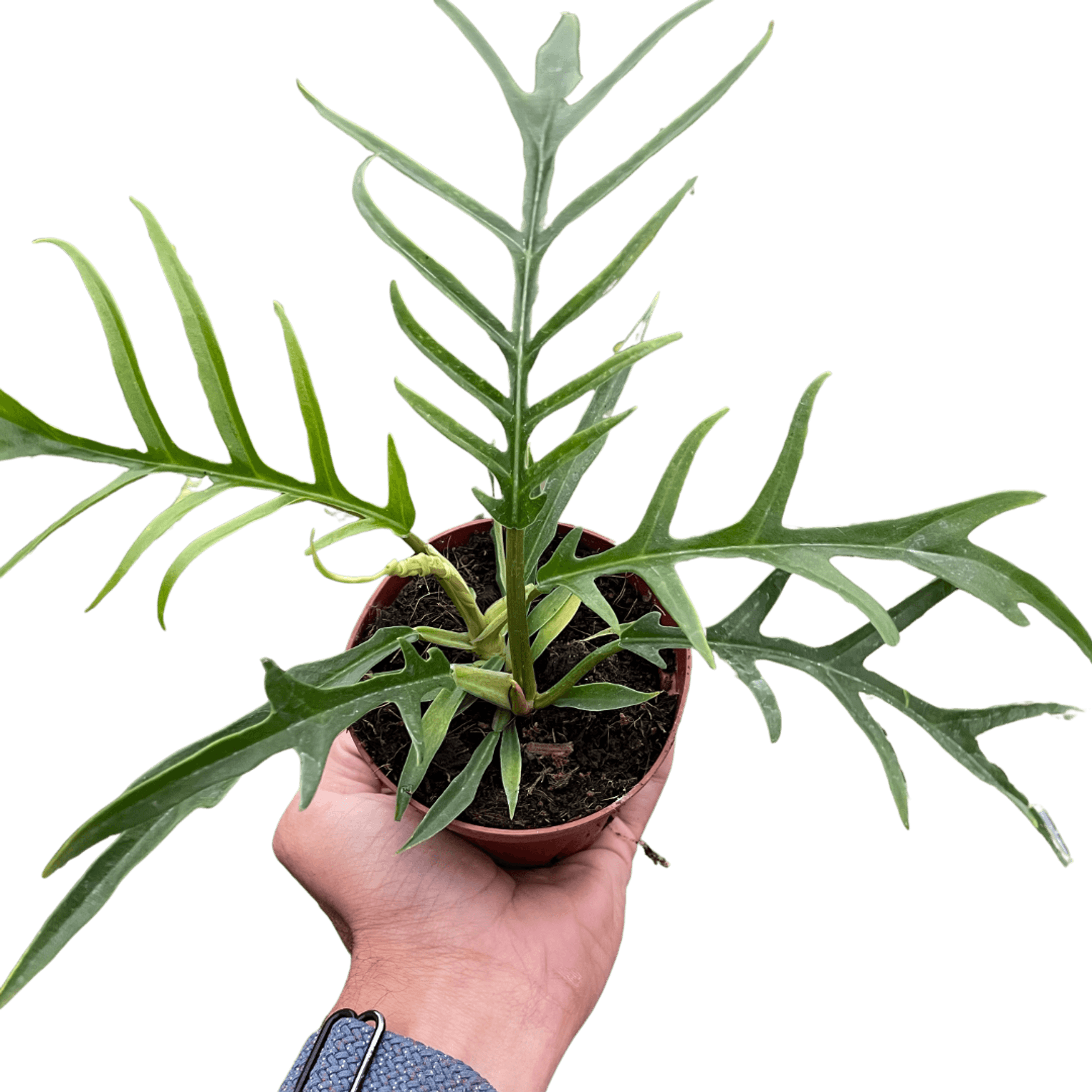 Philodendron 'Tortum' House Plant Wholesale