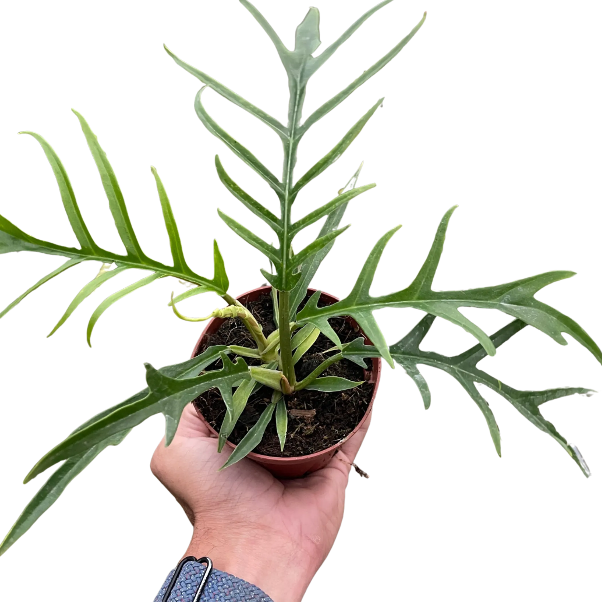 Philodendron 'Tortum' House Plant Wholesale