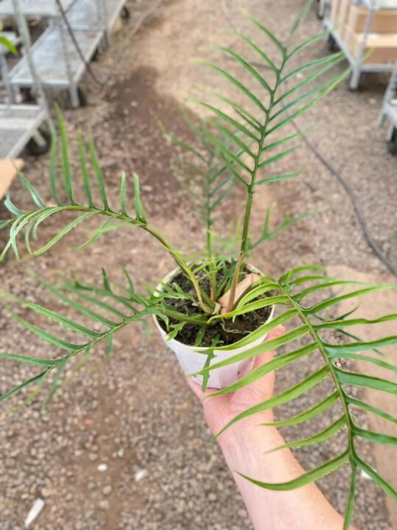 Philodendron 'Tortum' House Plant Wholesale