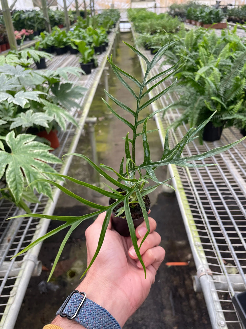 Philodendron 'Tortum' House Plant Wholesale