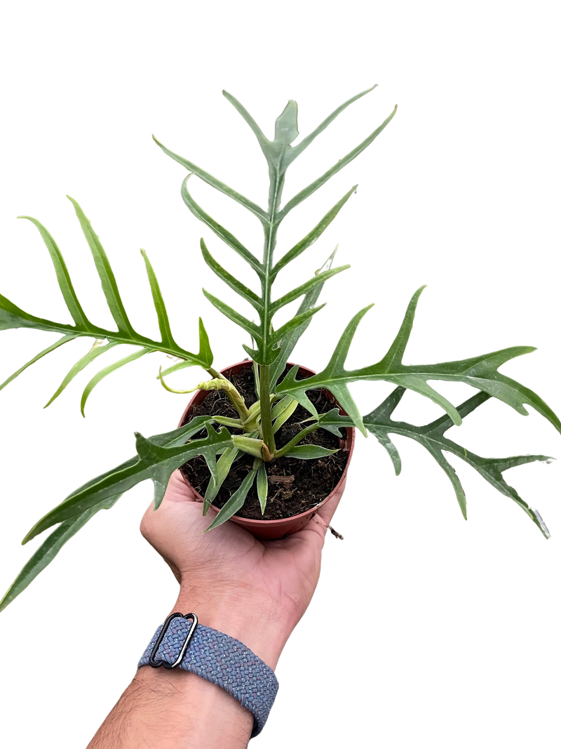 Philodendron 'Tortum' House Plant Wholesale