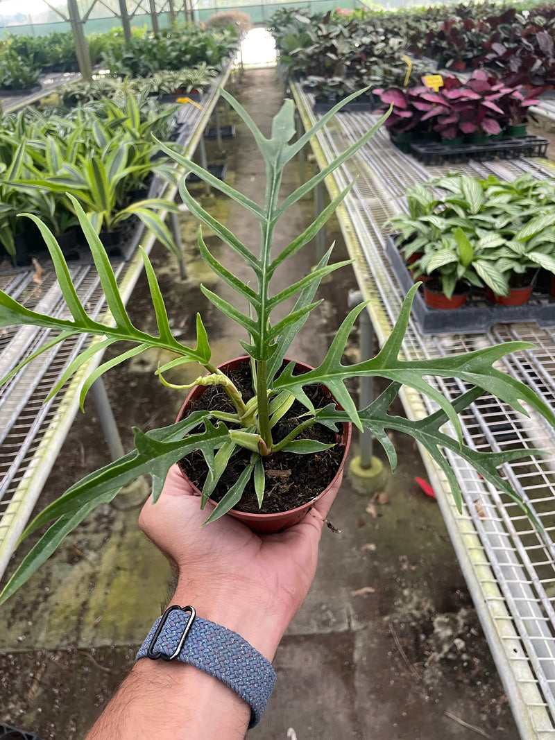 Philodendron 'Tortum' House Plant Wholesale