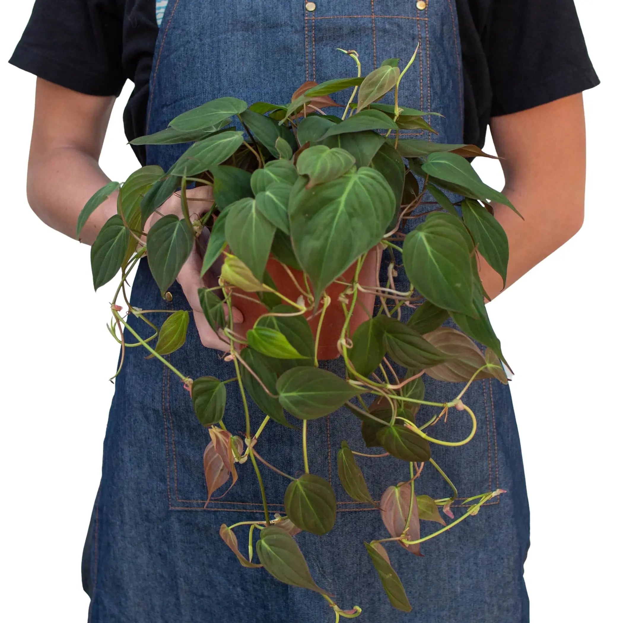 Philodendron 'Velvet' House Plant Wholesale