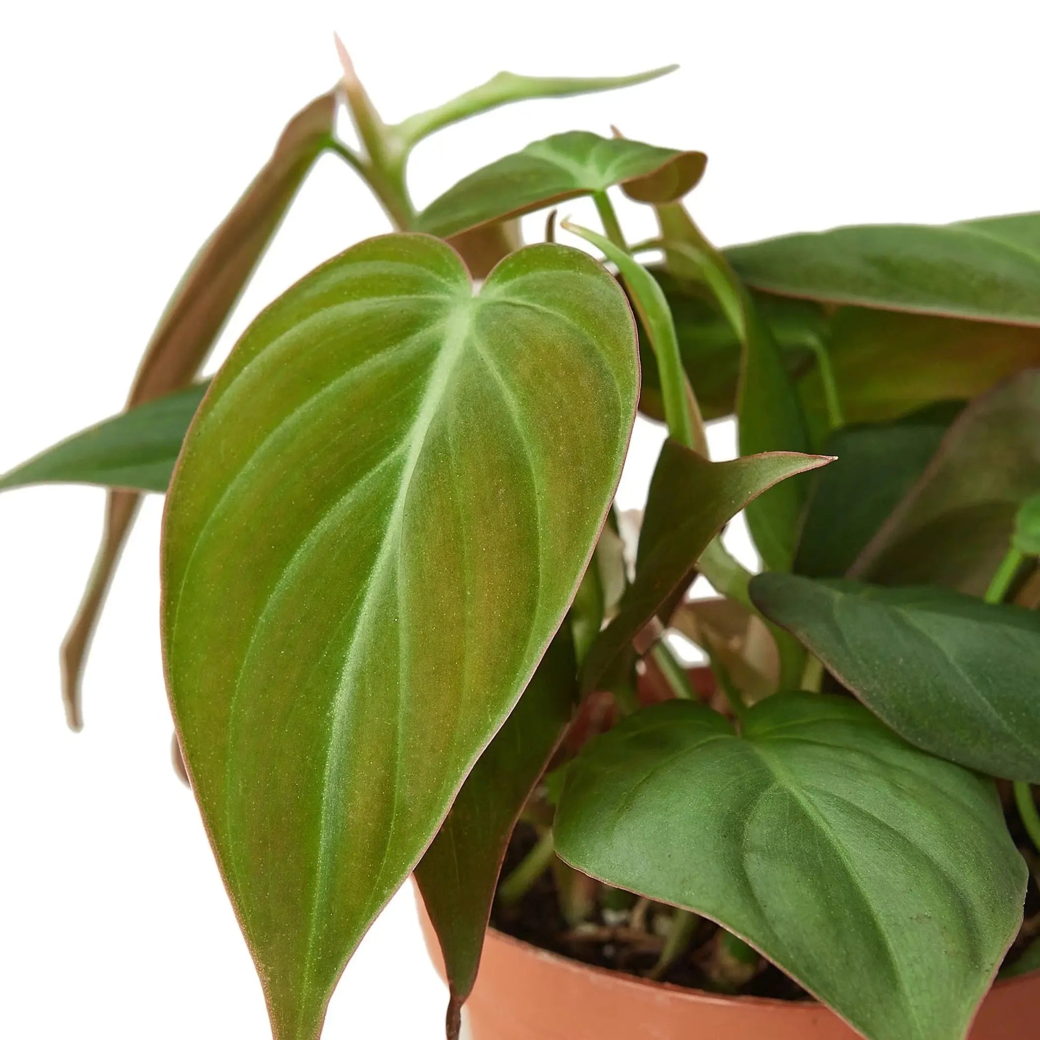 Philodendron 'Velvet' House Plant Wholesale