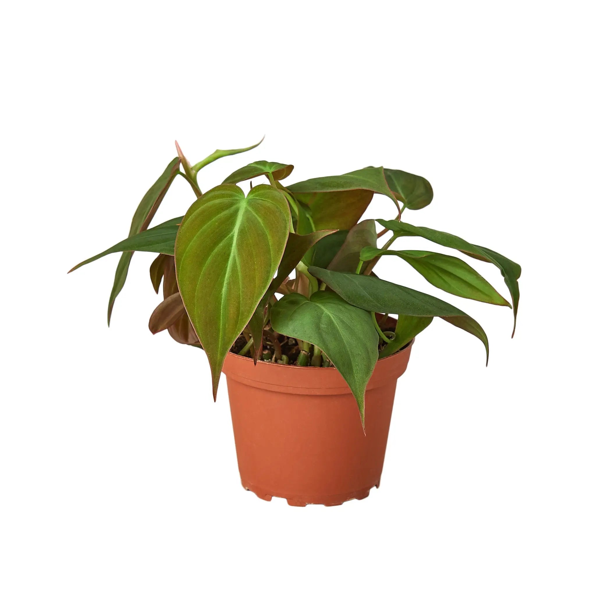 Philodendron 'Velvet' House Plant Wholesale