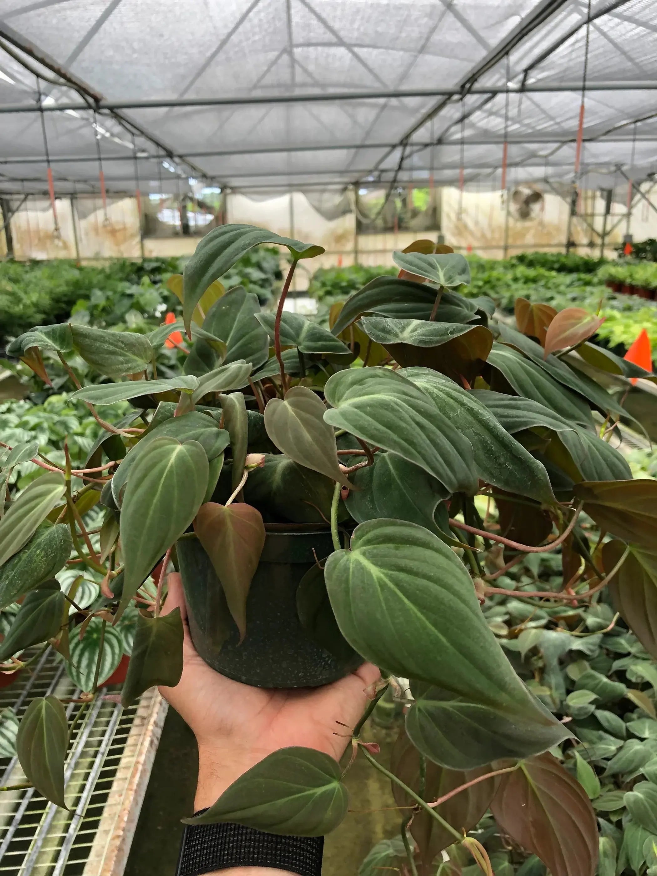 Philodendron 'Velvet' House Plant Wholesale