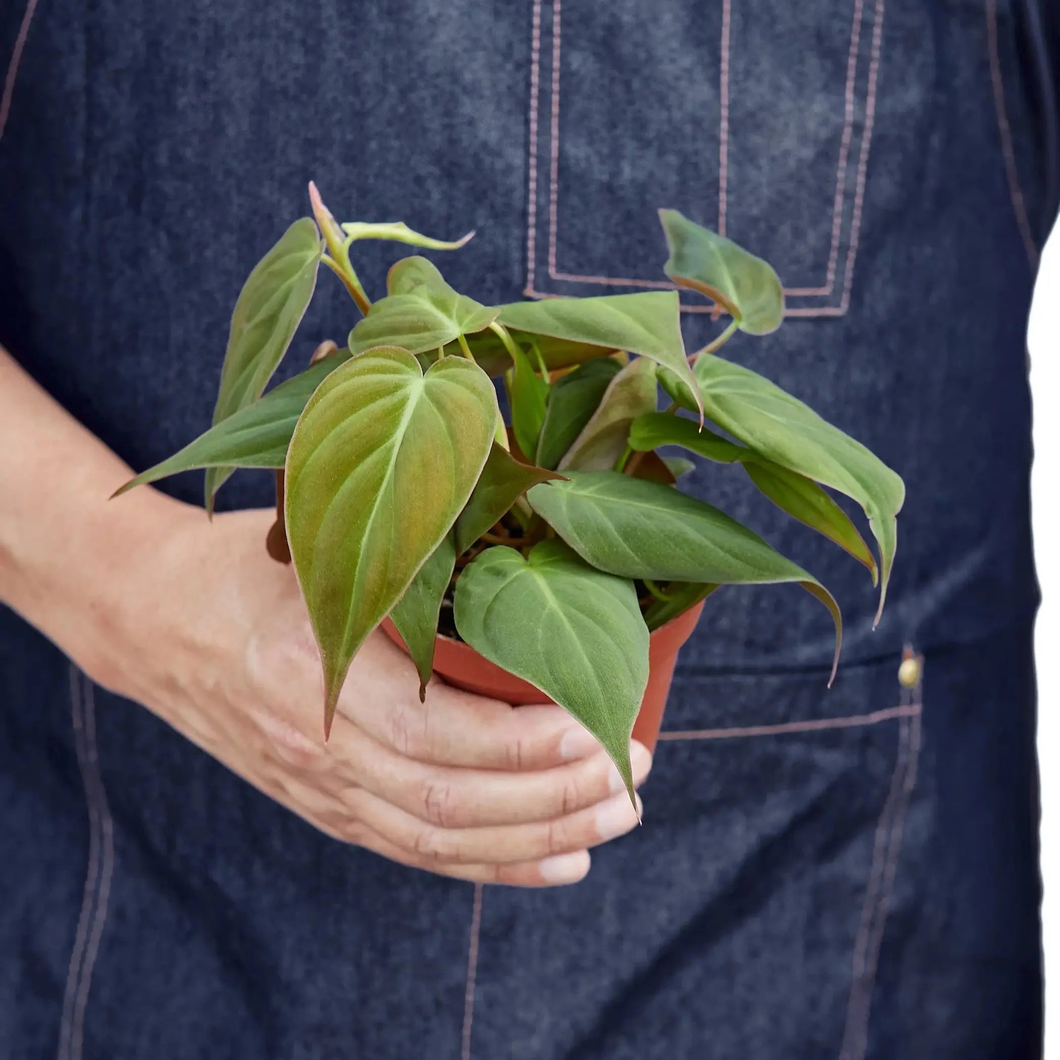 Philodendron 'Velvet' House Plant Wholesale