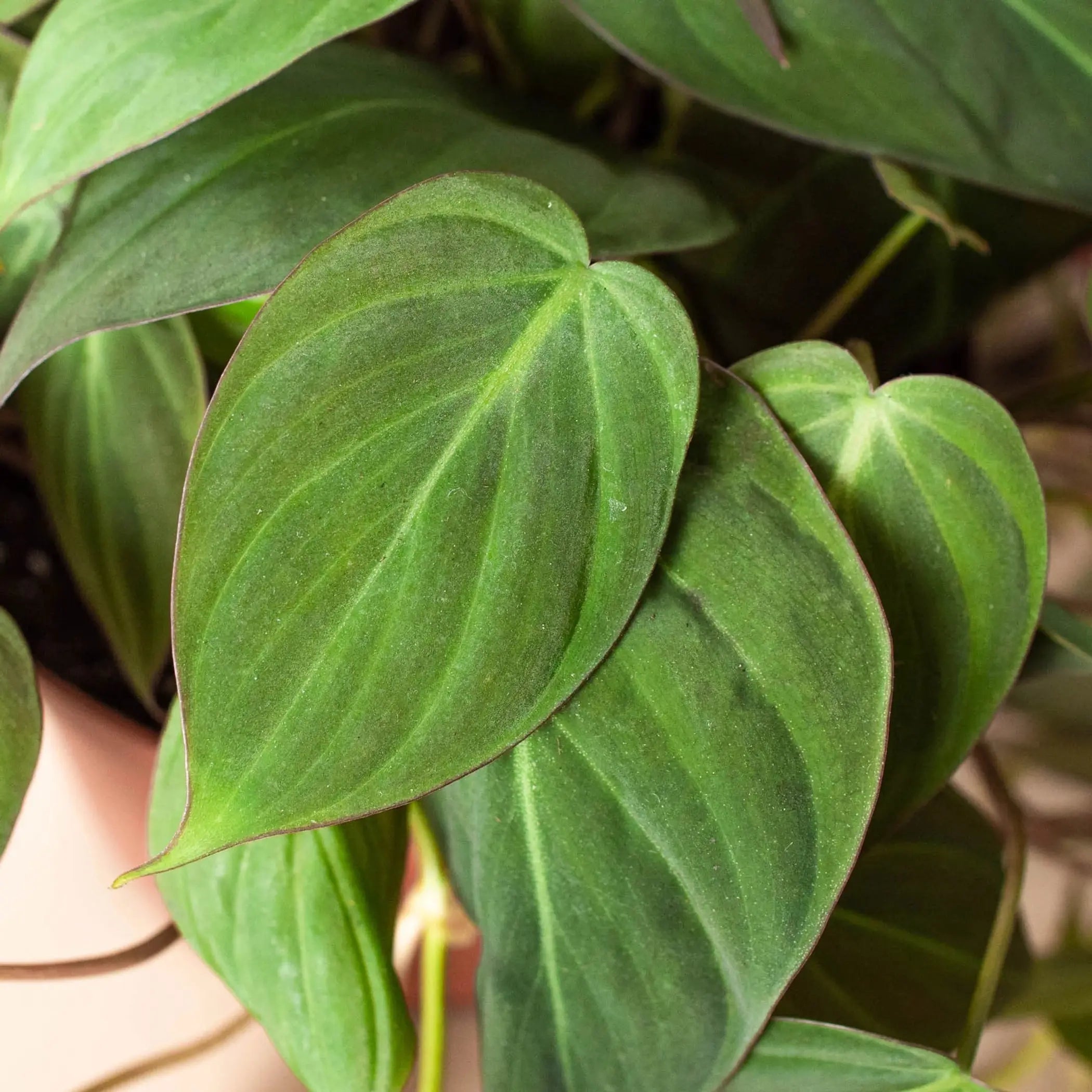 Philodendron 'Velvet' House Plant Wholesale