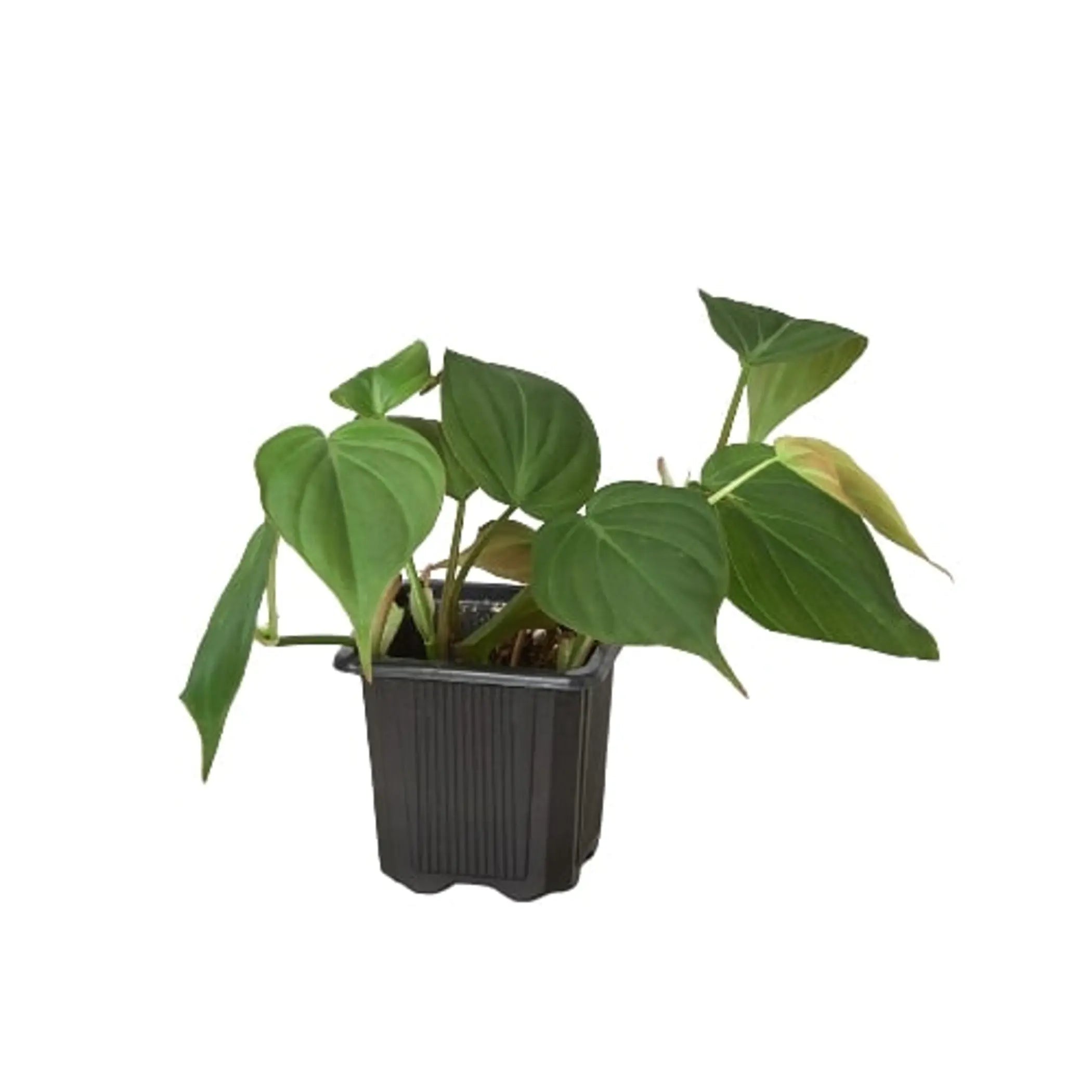 Philodendron 'Velvet' House Plant Wholesale