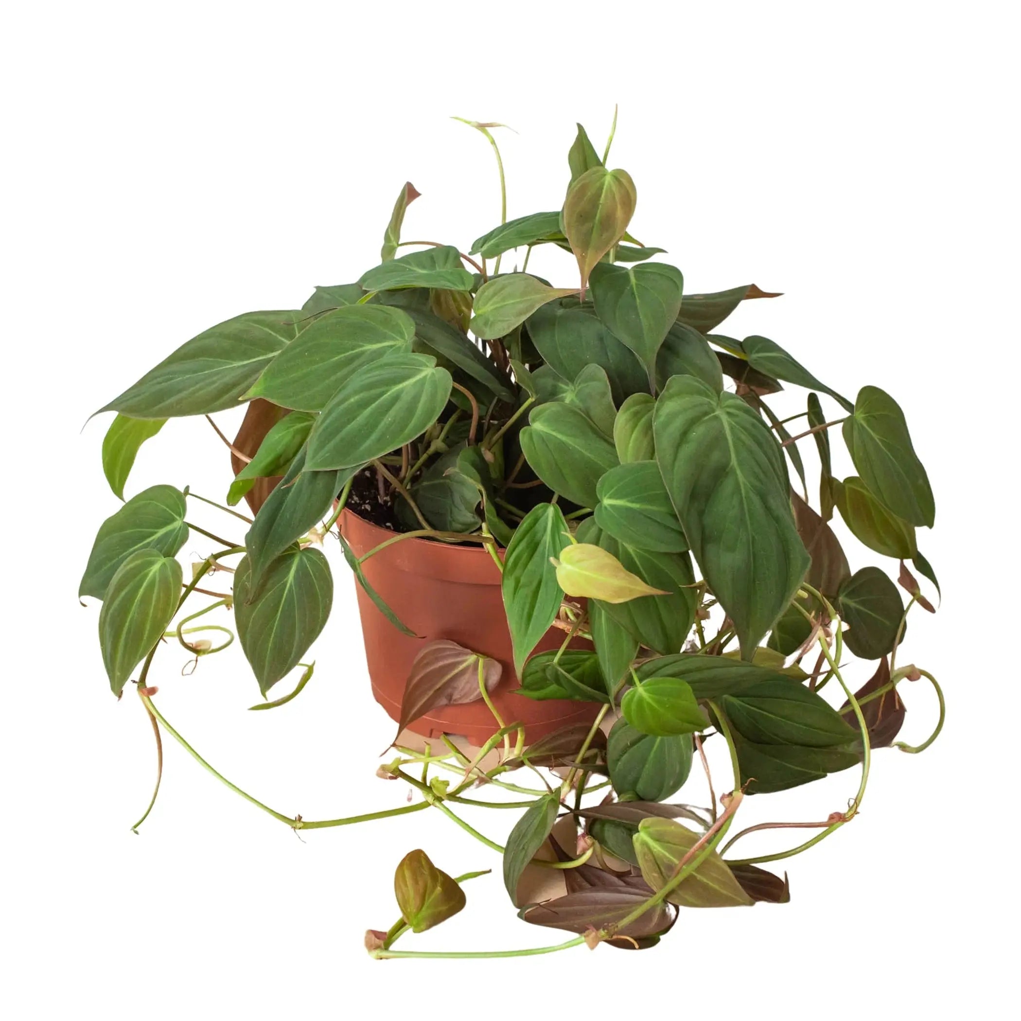 Philodendron 'Velvet' House Plant Wholesale