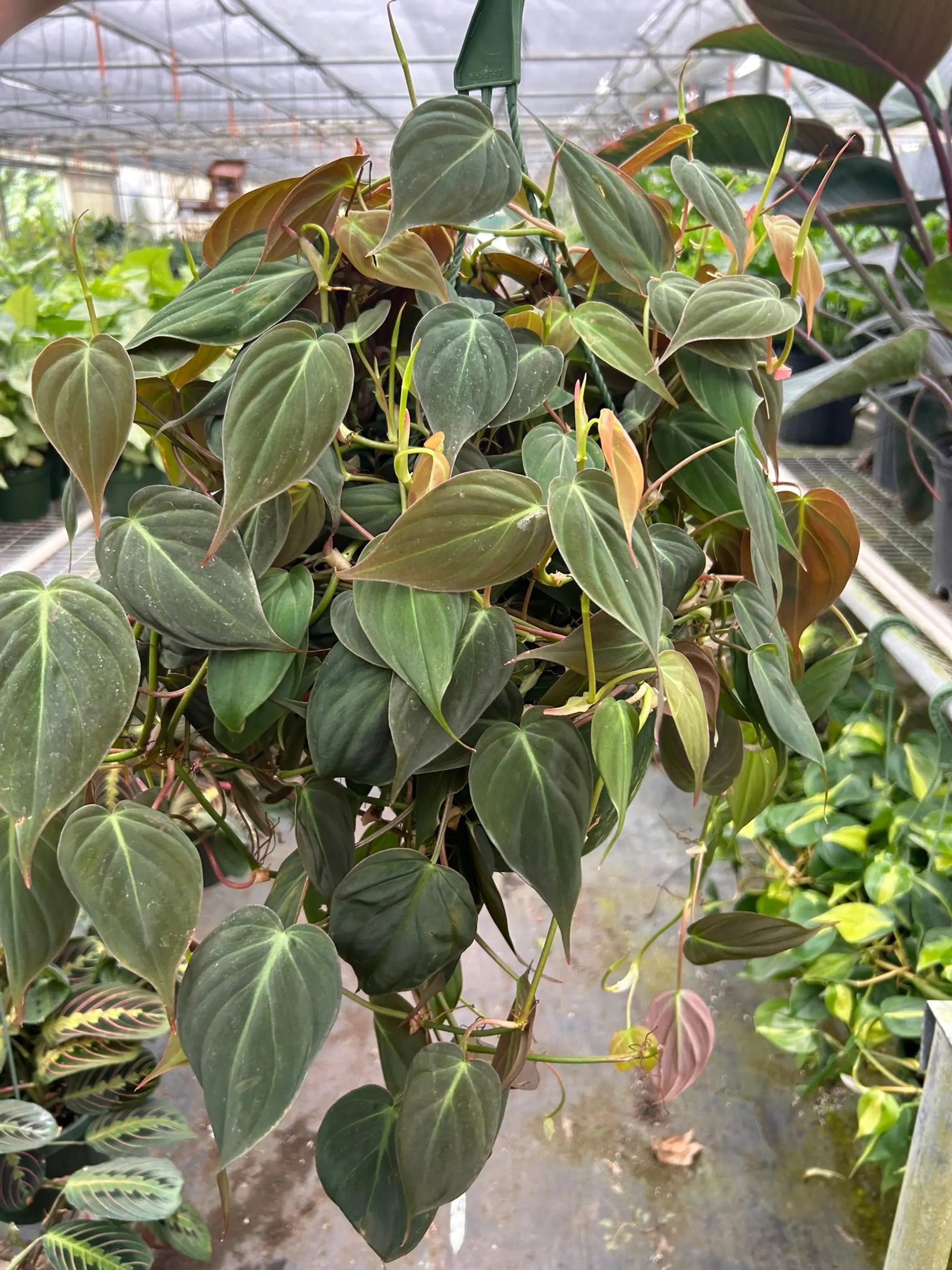 Philodendron 'Velvet' House Plant Wholesale