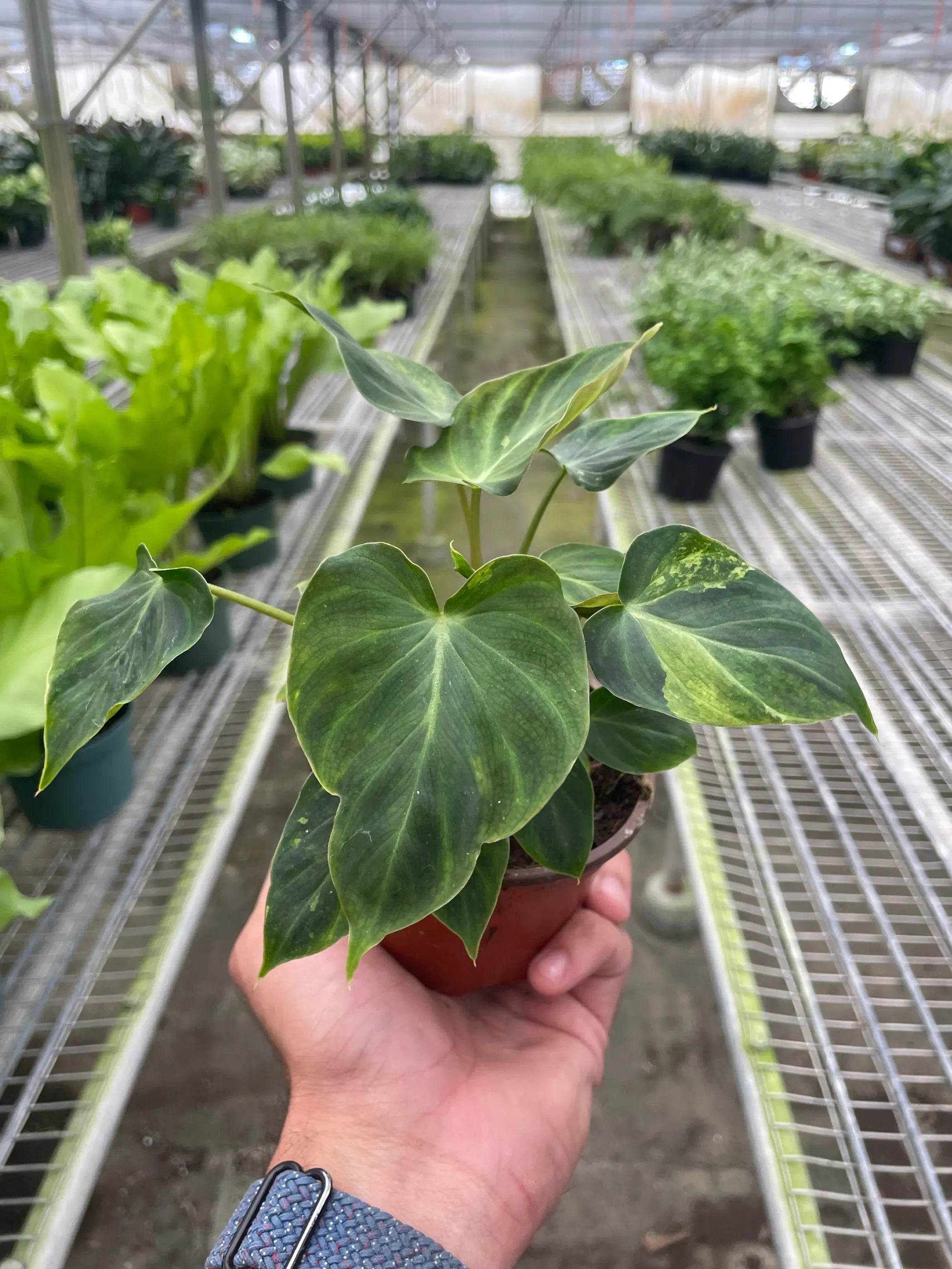 Philodendron 'Verrucosum' House Plant Wholesale