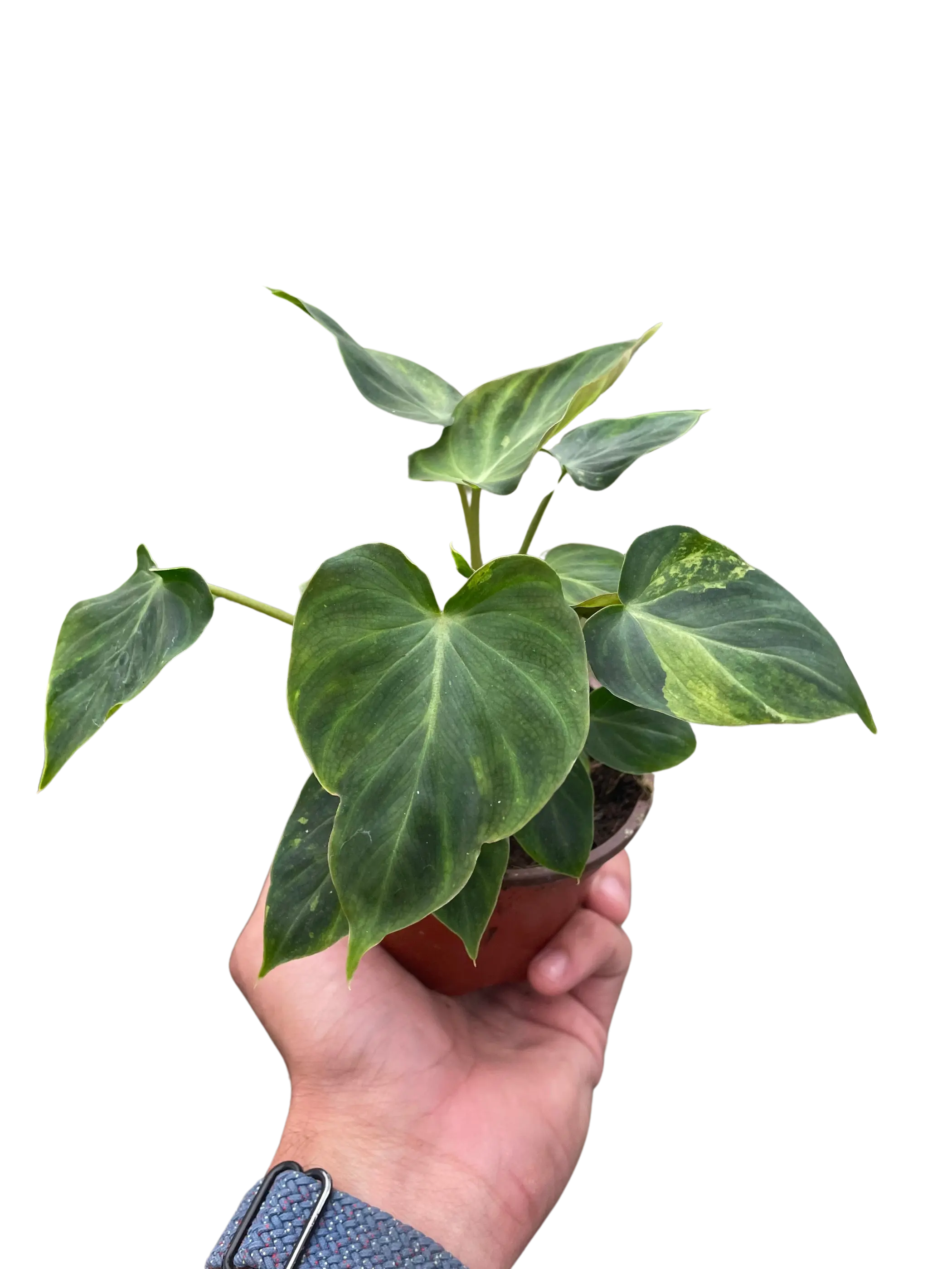 Philodendron 'Verrucosum' House Plant Wholesale