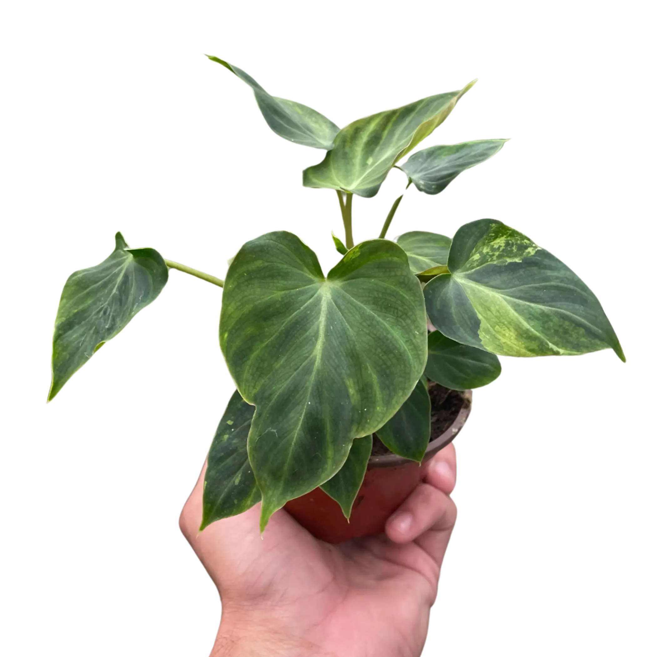 Philodendron 'Verrucosum' House Plant Wholesale