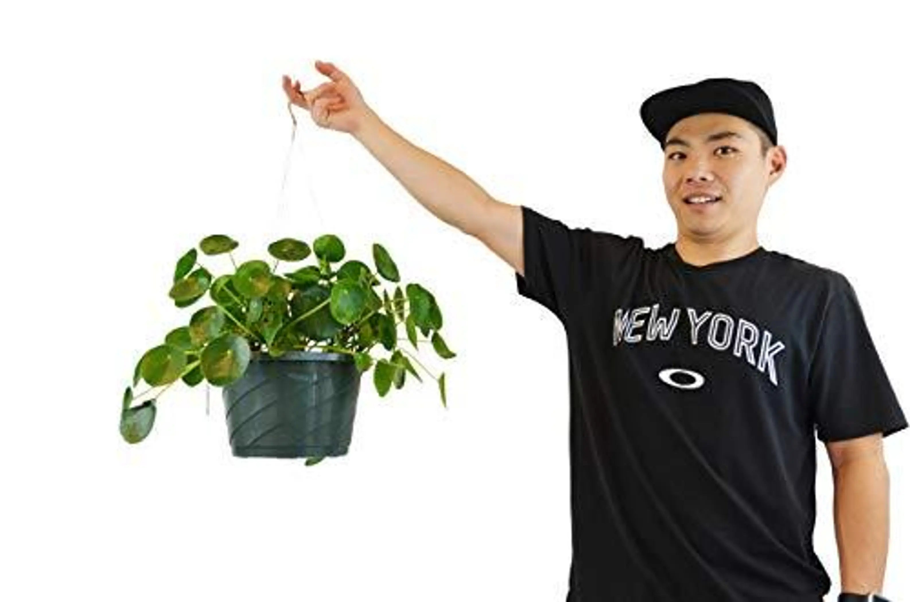 Pilea Peperomioides 'Chinese Money Plant' - in 10" Pot House Plant Dropship