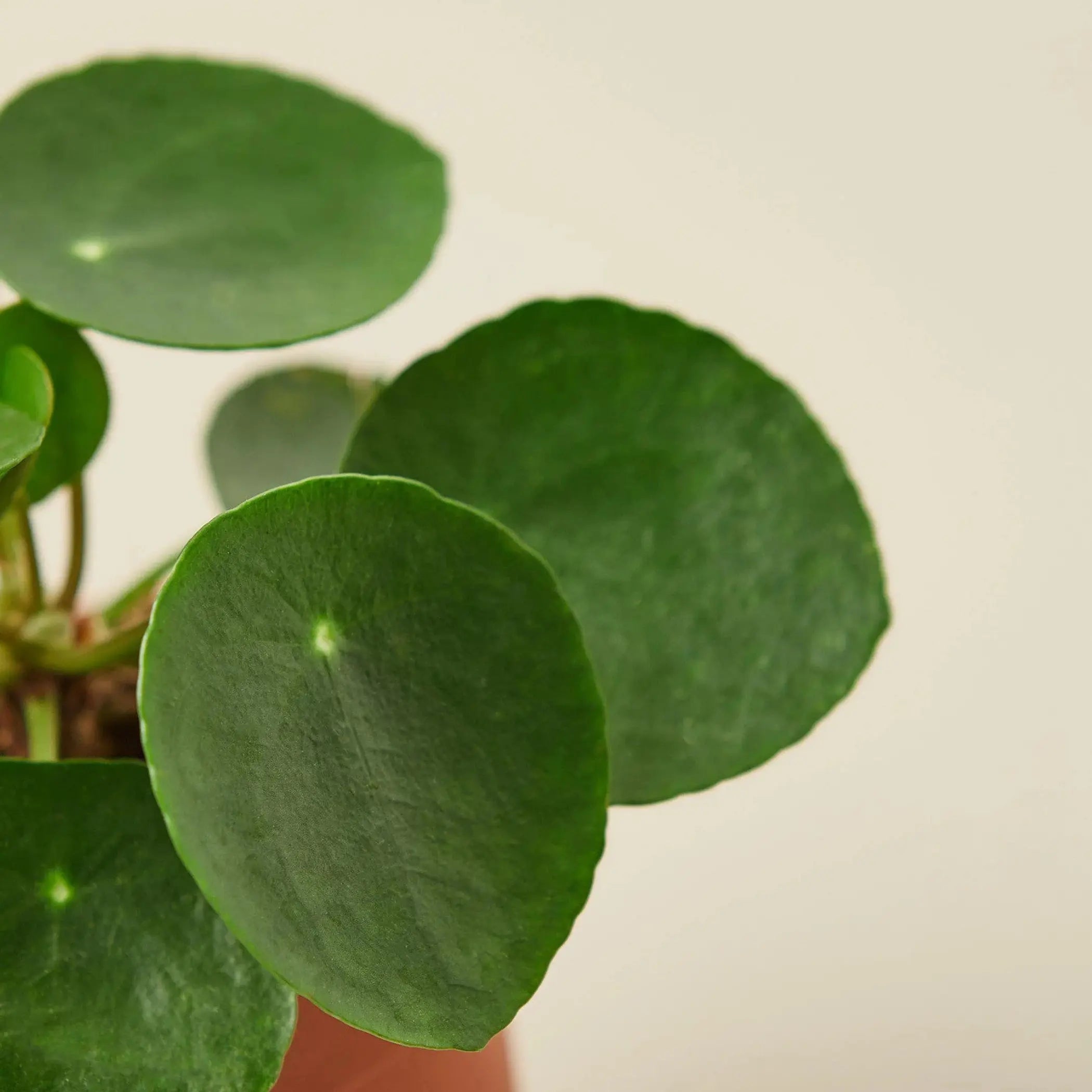 Pilea Peperomioides 'Chinese Money' House Plant Wholesale