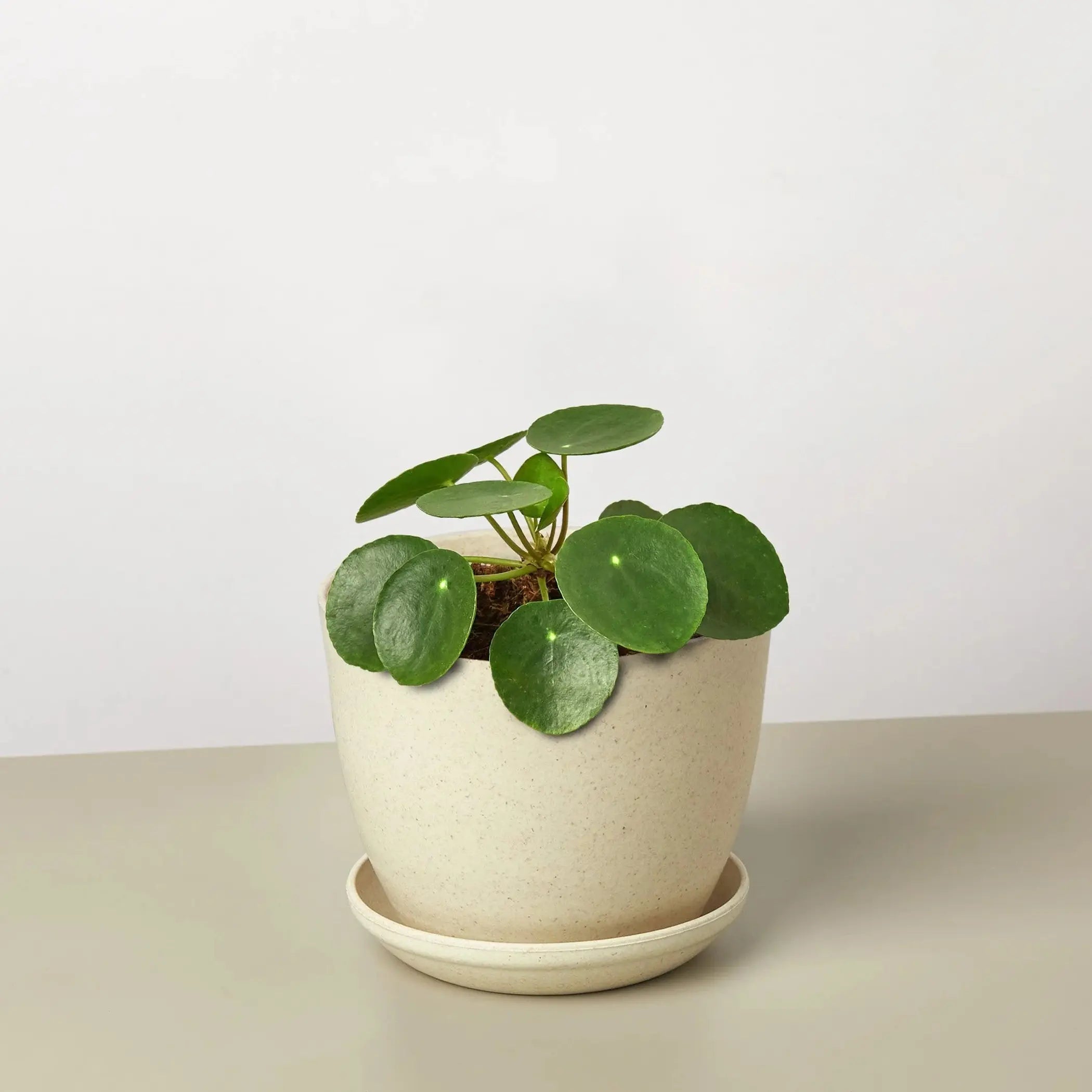 Pilea Peperomioides 'Chinese Money' House Plant Wholesale