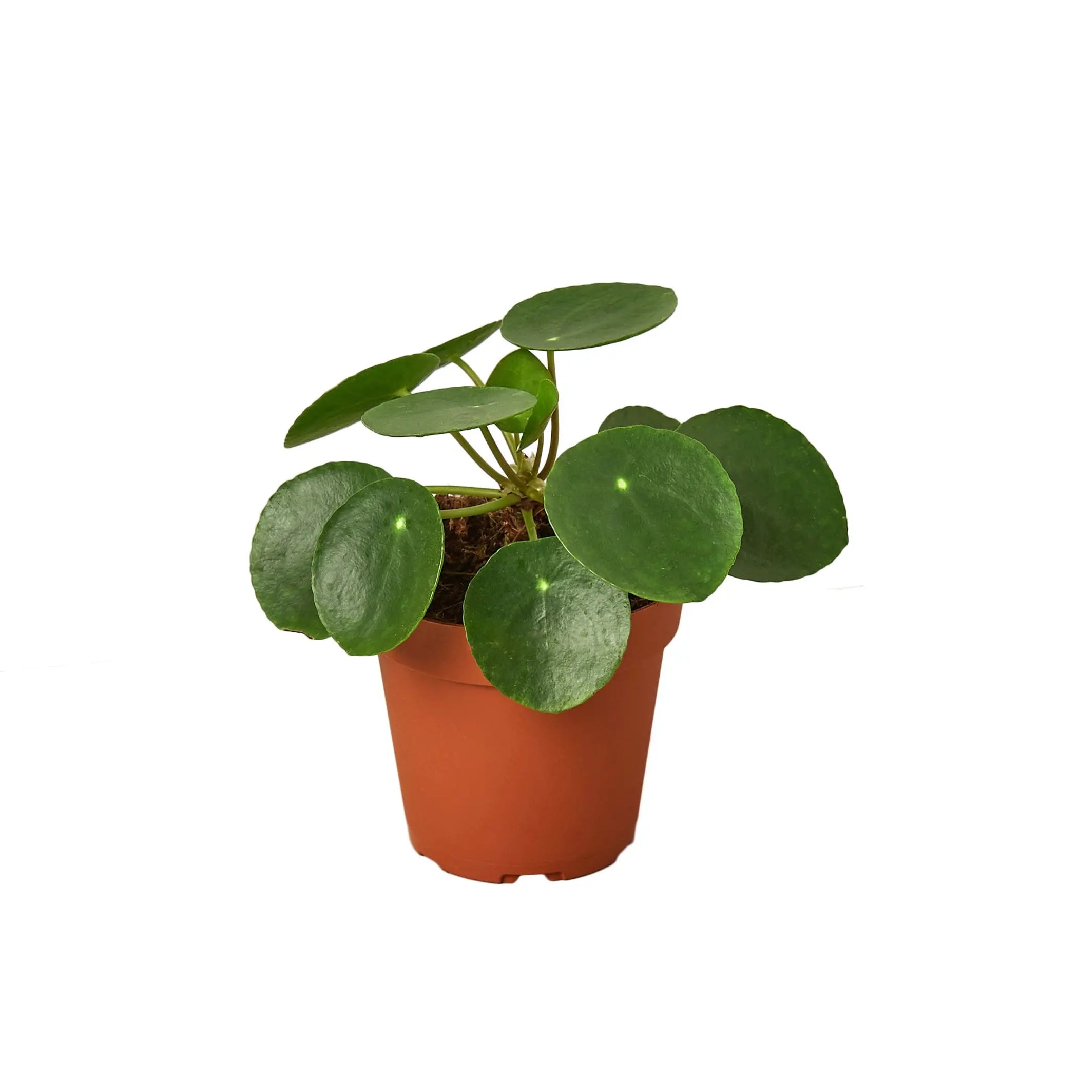 Pilea Peperomioides 'Chinese Money' House Plant Wholesale