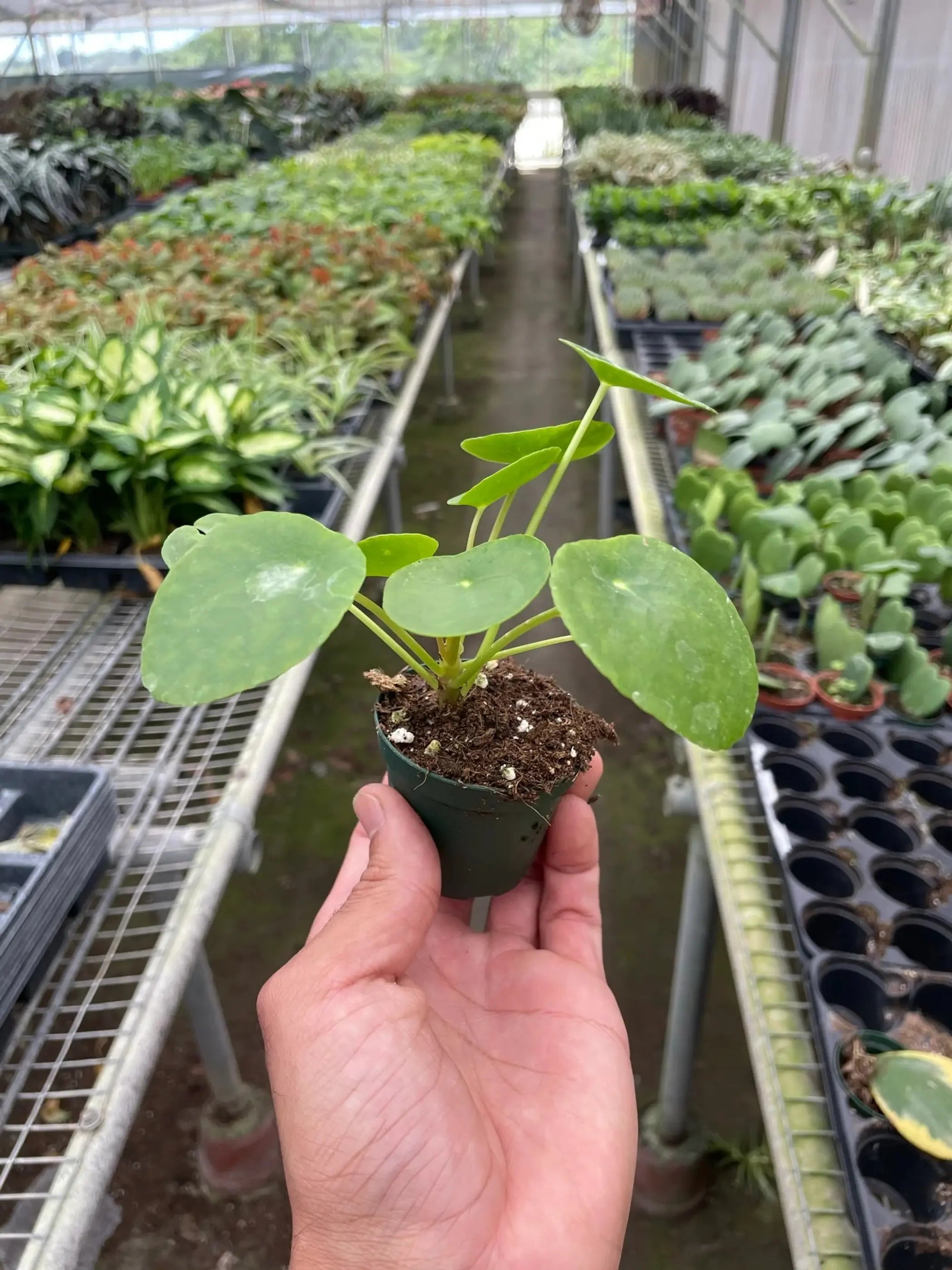 Pilea Peperomioides 'Chinese Money' House Plant Wholesale