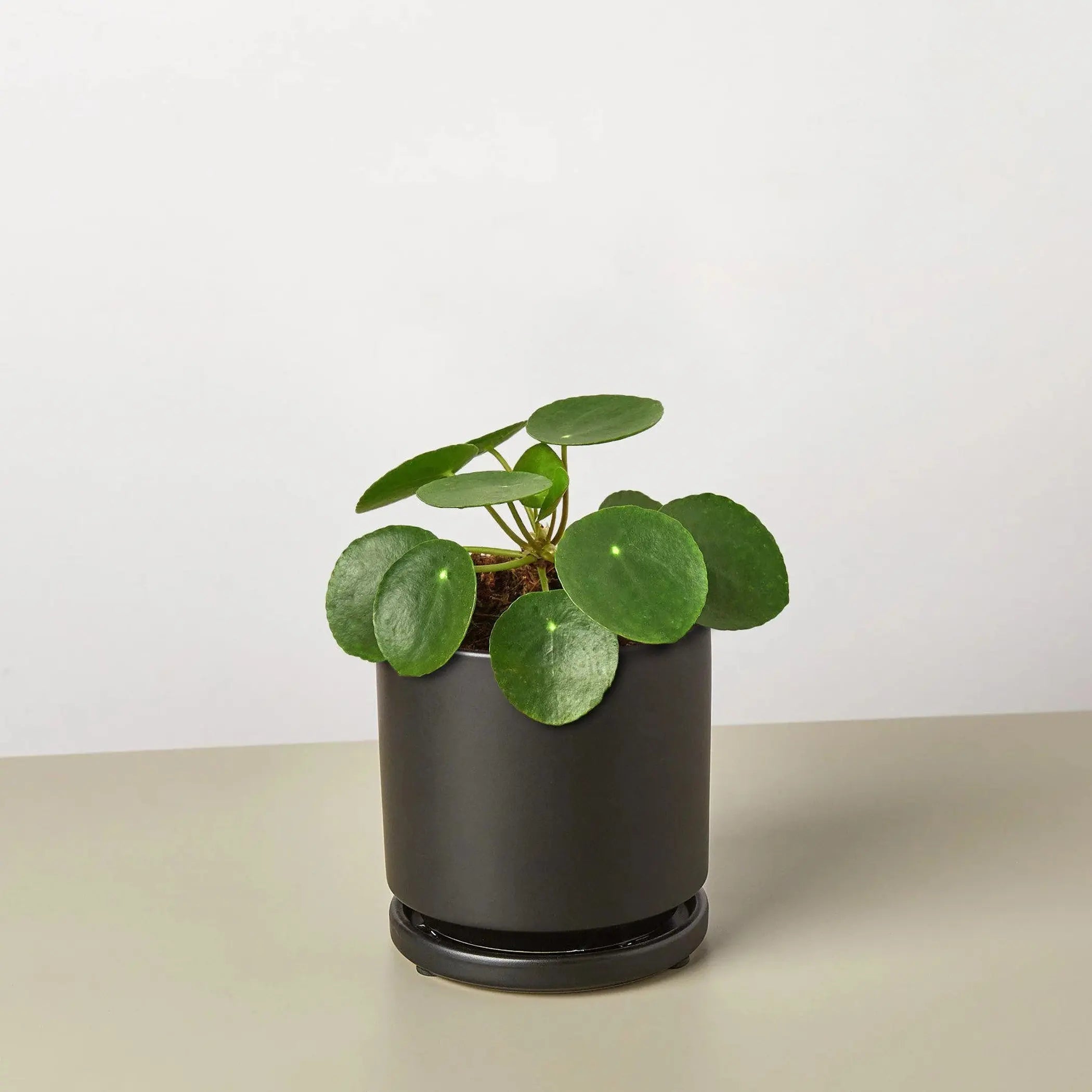 Pilea Peperomioides 'Chinese Money' House Plant Wholesale