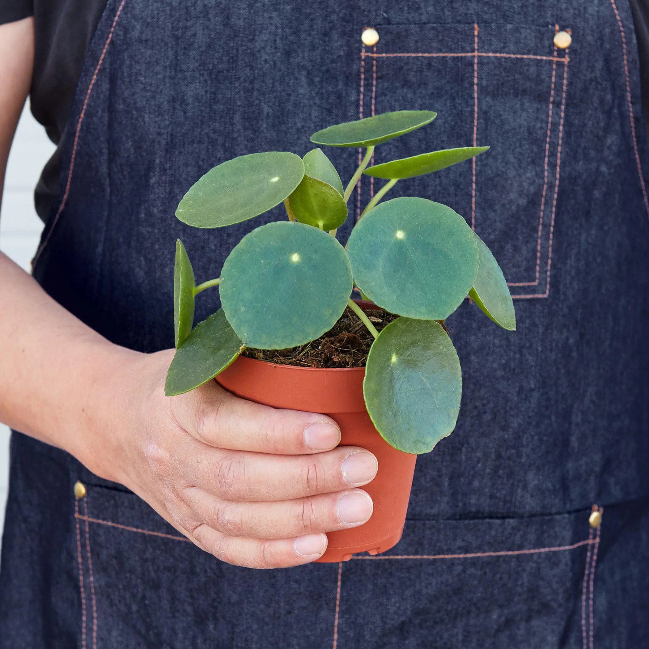 Pilea Peperomioides 'Chinese Money' House Plant Wholesale