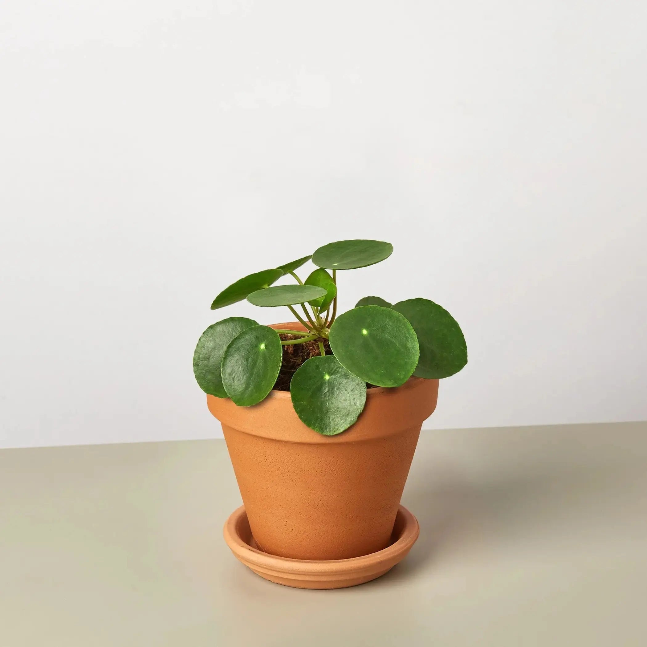 Pilea Peperomioides 'Chinese Money' House Plant Wholesale