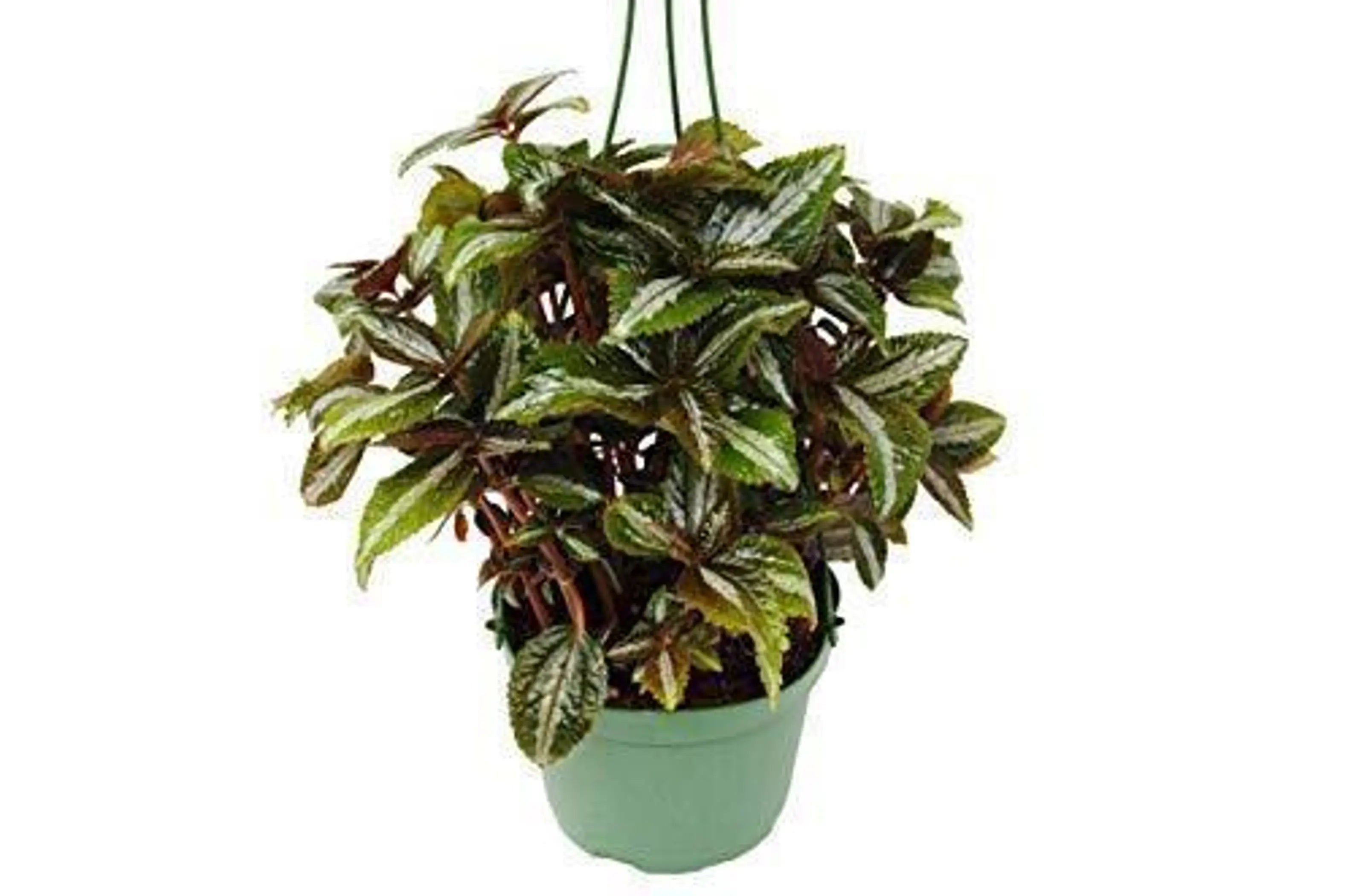 Pilea 'Bronze' House Plant Wholesale