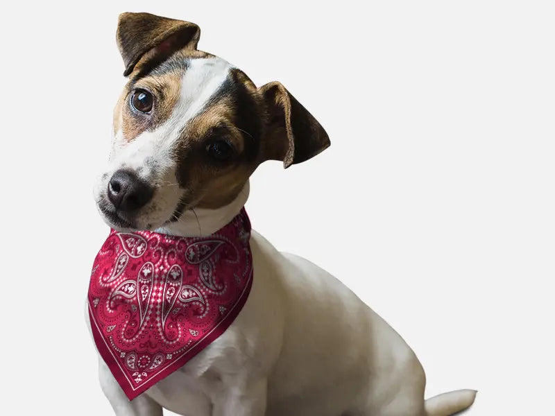 Pink Paisley Bandoggies