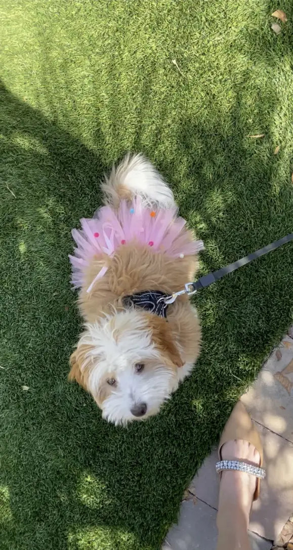 Pink Pom Pom Dog Tutu Skirt Tutu Joli