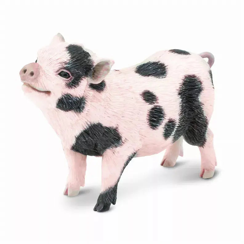 Pot-Bellied Pig Safari LTD