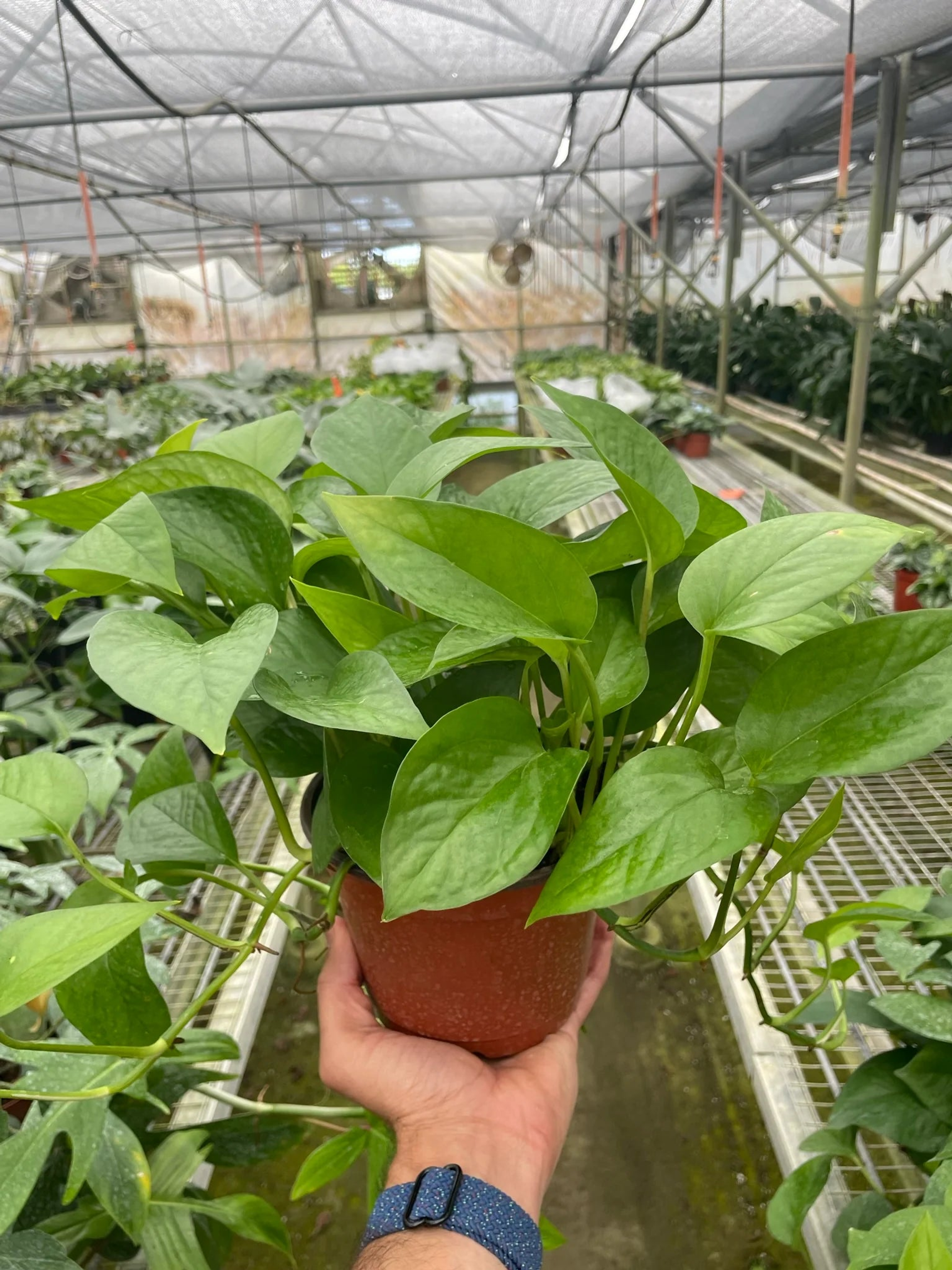 Pothos 'Green Queen' House Plant Wholesale