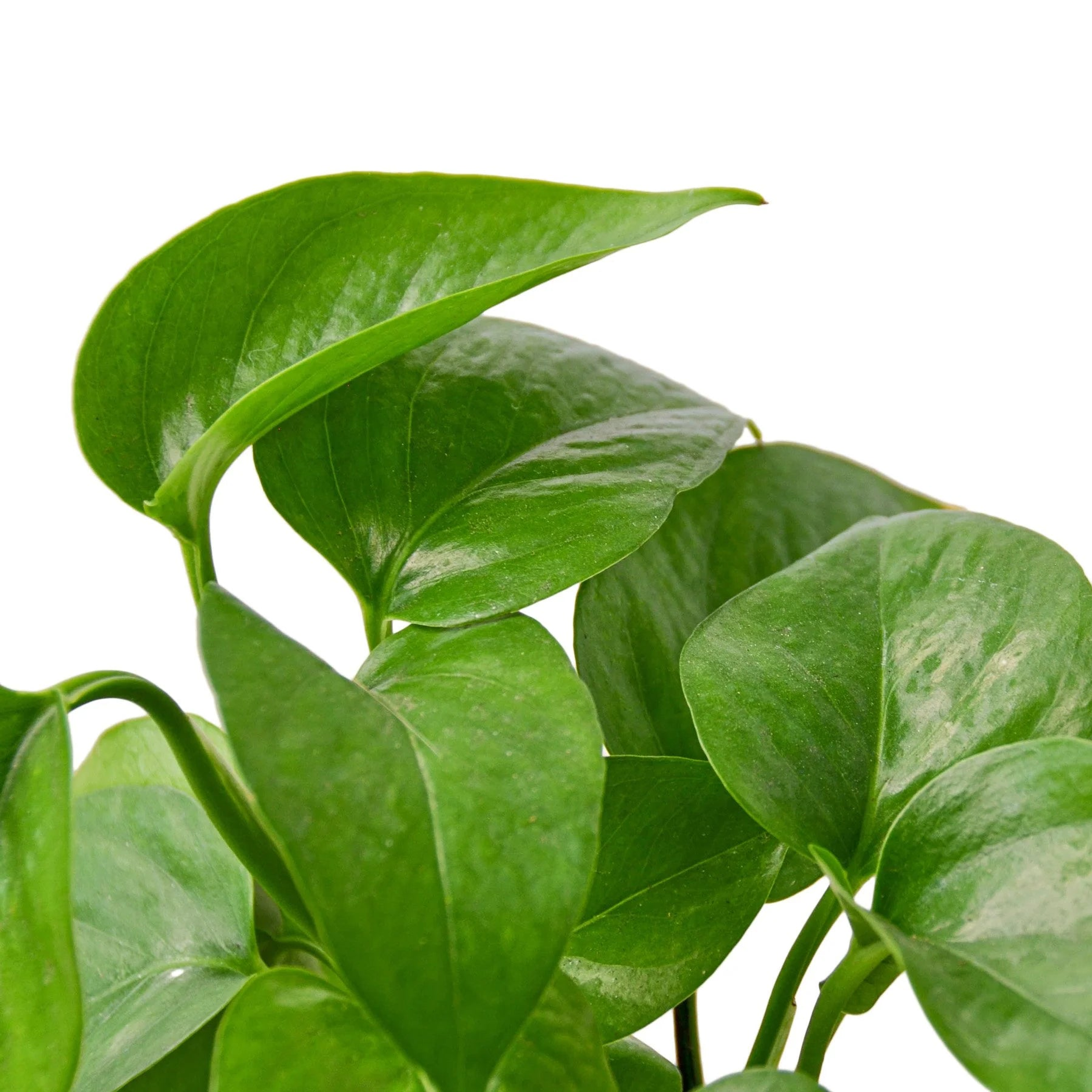 Pothos 'Green Queen' House Plant Wholesale