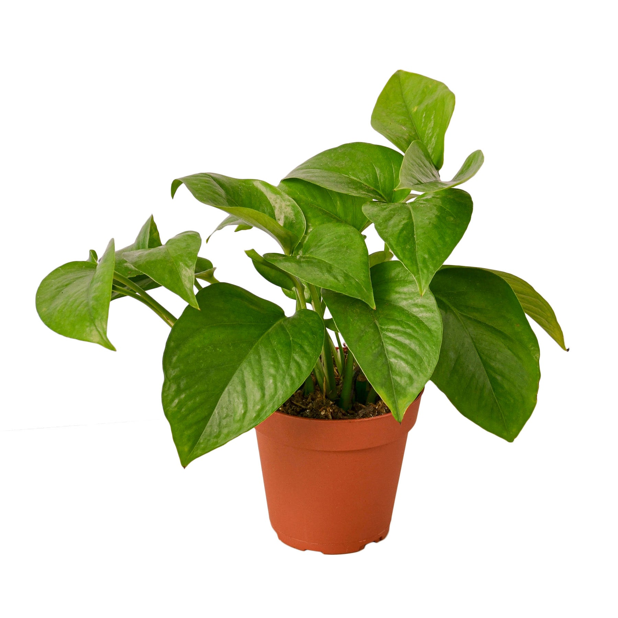 Pothos 'Green Queen' House Plant Wholesale