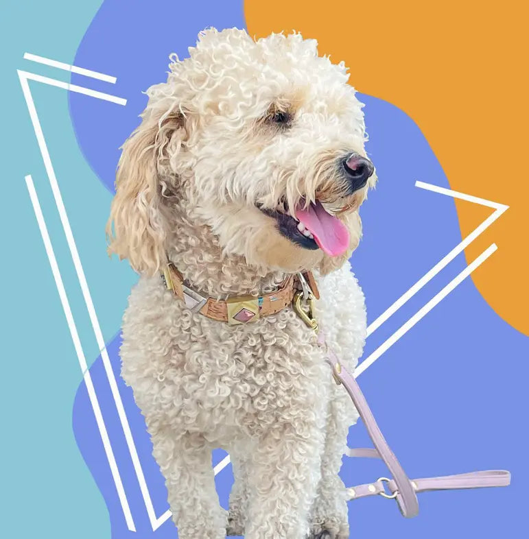 Rainbow Pride Cork Leather Leash DIPHDA