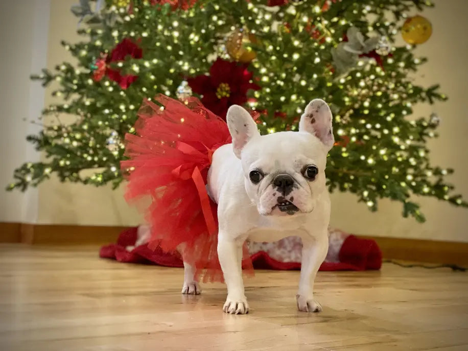 Red Christmas Dog Tutu Skirt (XXL) Tutu Joli
