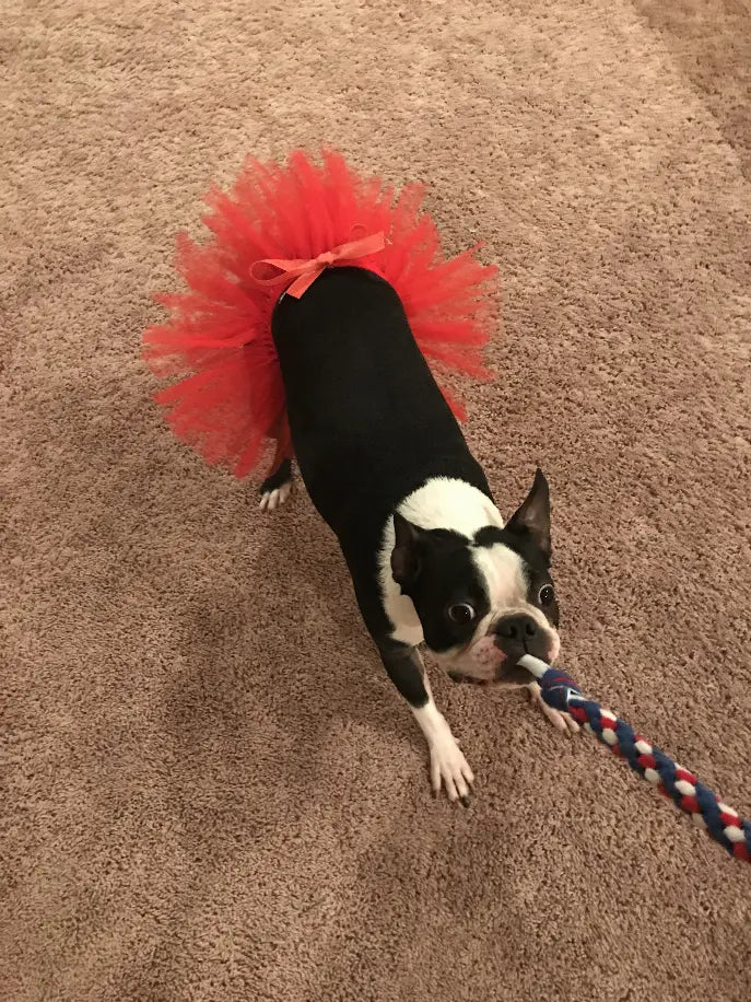Red Christmas Dog Tutu Skirt (XXL) Tutu Joli
