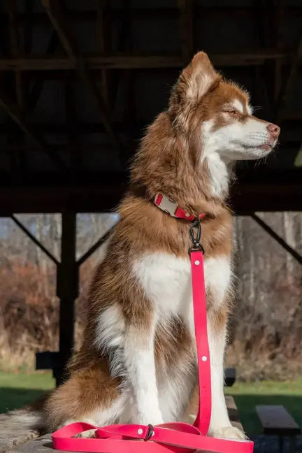 Red Mountain Syrah Waterproof Dog Collar Aria the Fox