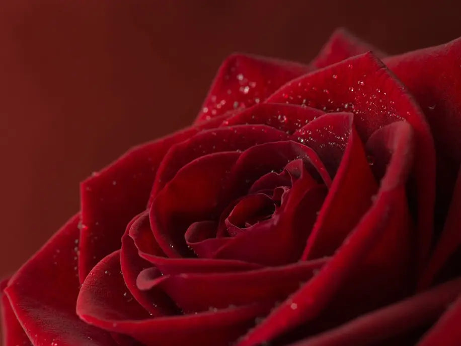 Rose All day Aromatherpy Bath Soak Simply J. Beauty