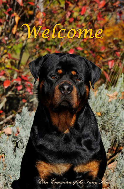 Rottweiler - Close Encounters of the Furry Kind Welcome  House and Garden Flags Best of Breed