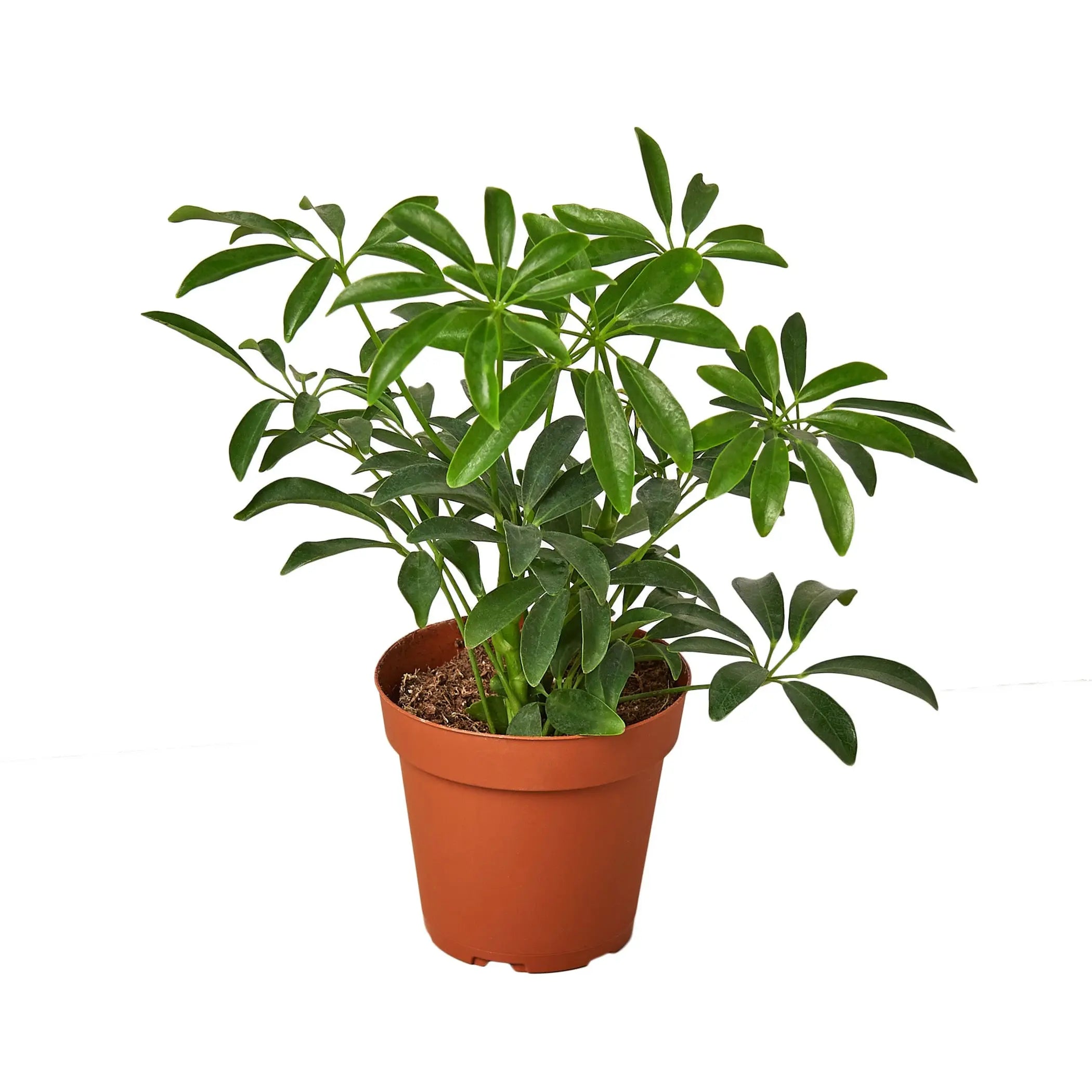 Schefflera Arboricola 'Umbrella' House Plant Dropship