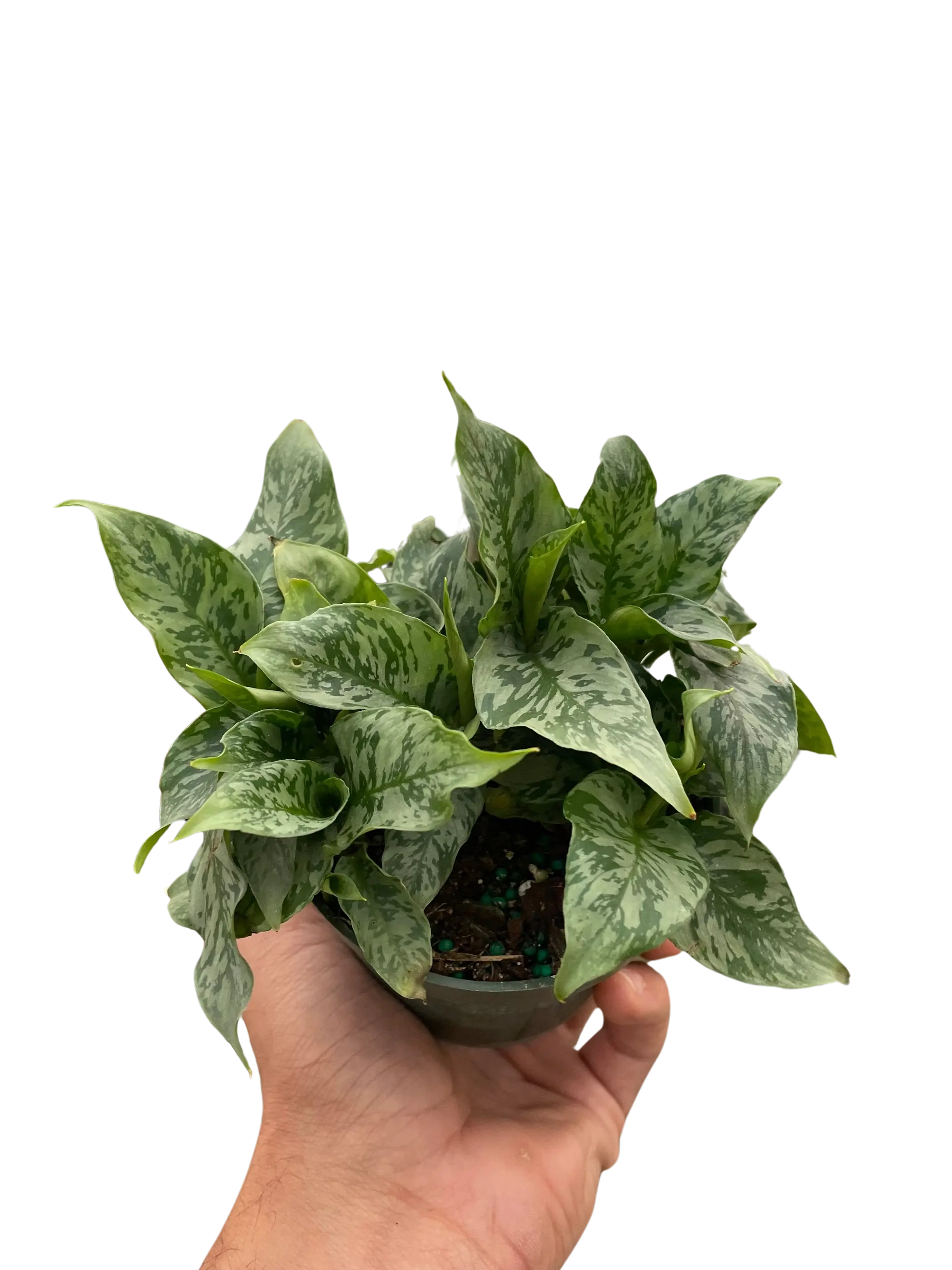 Schismatoglottis 'Thailand' House Plant Wholesale