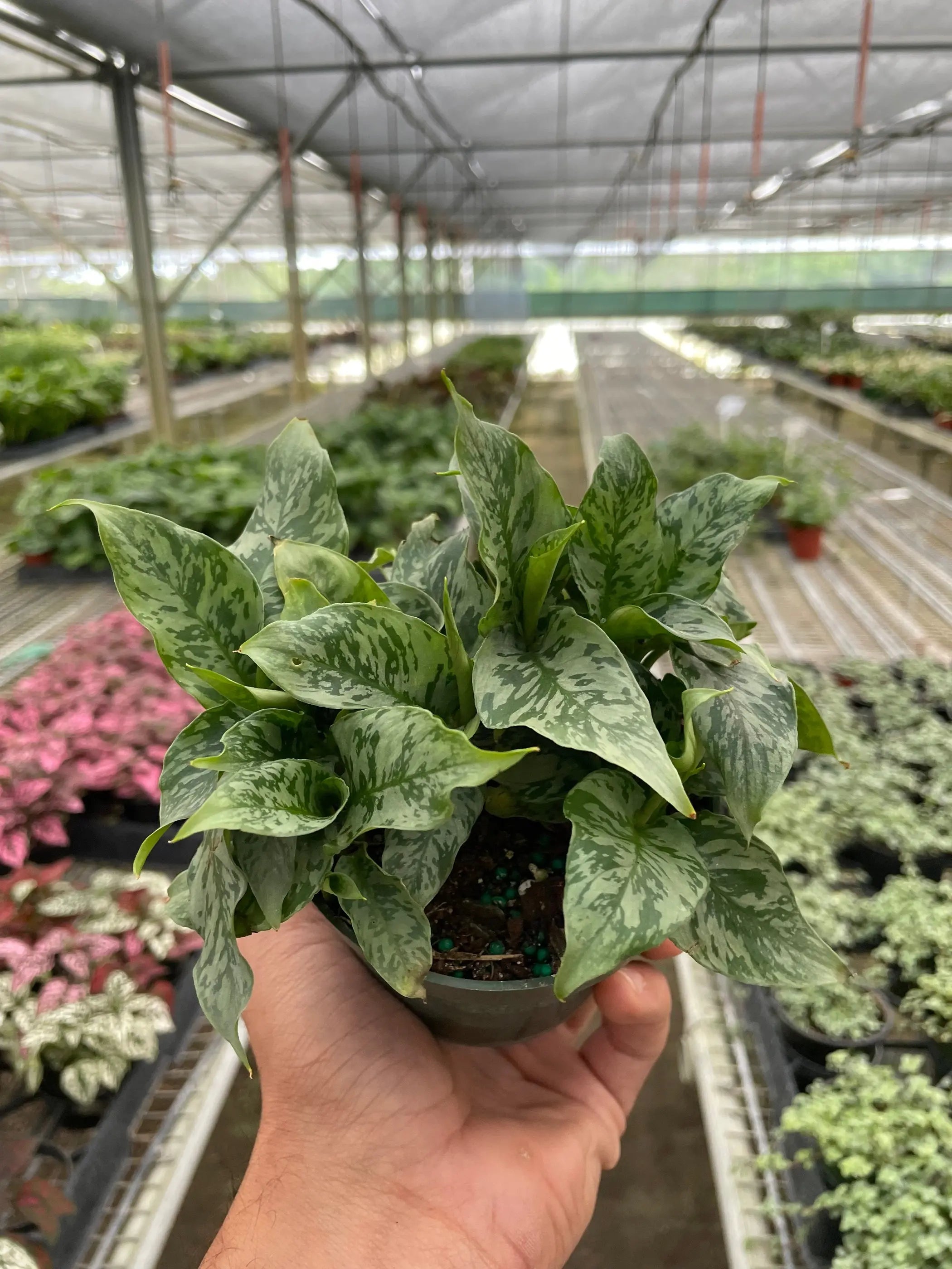 Schismatoglottis 'Thailand' House Plant Wholesale