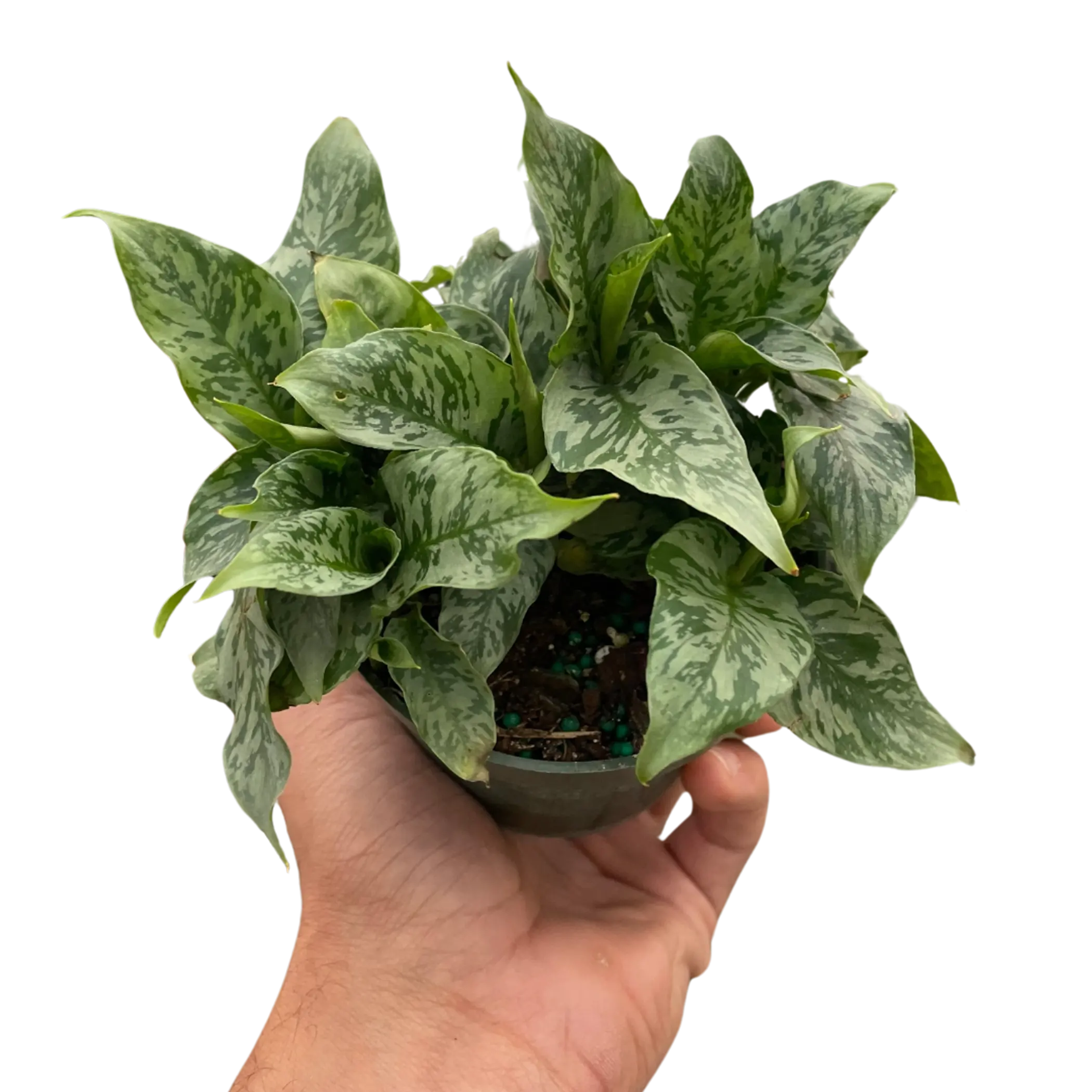 Schismatoglottis 'Thailand' House Plant Wholesale