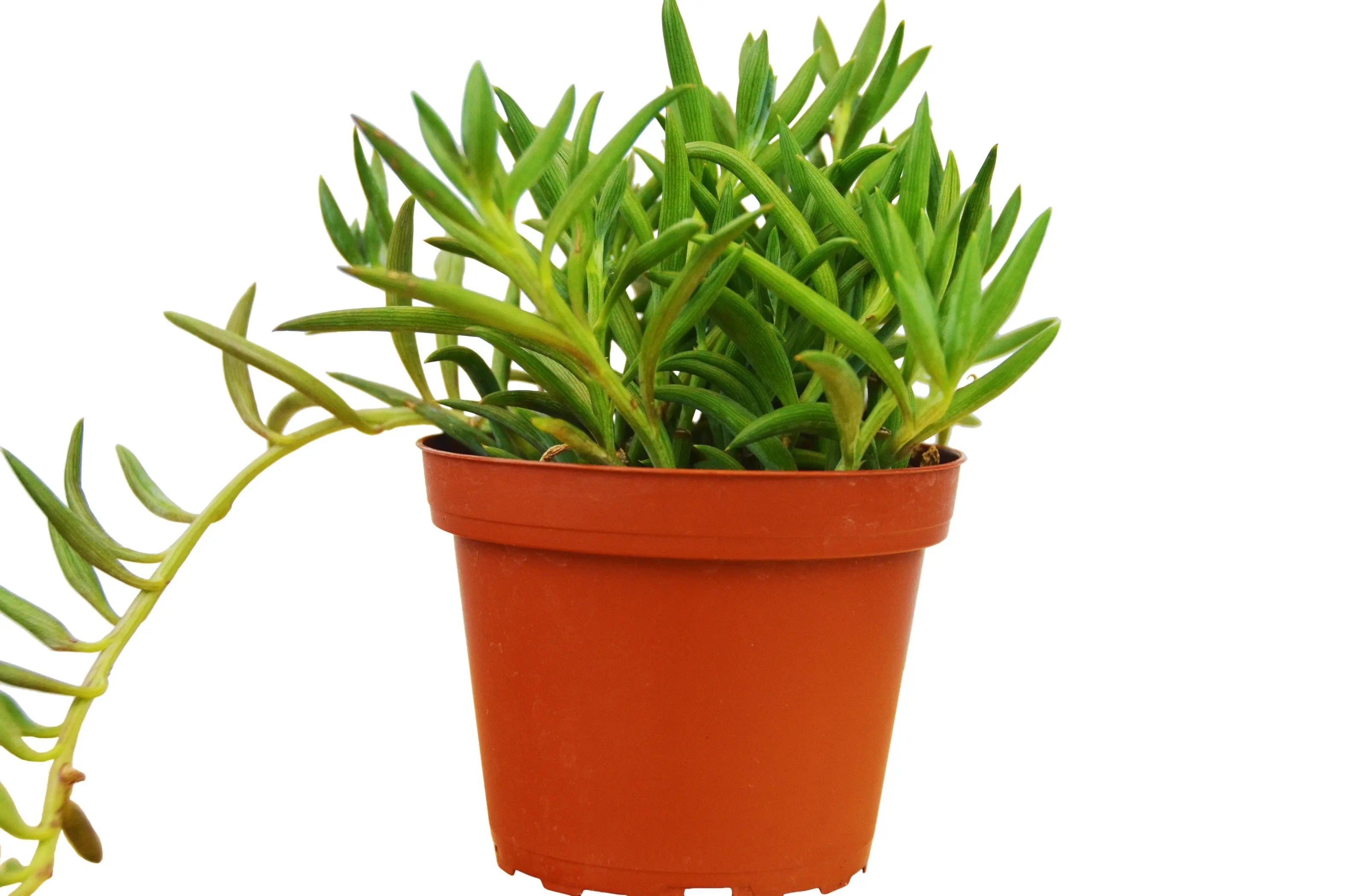 Senecio Succulent 'Fish Hooks' House Plant Wholesale