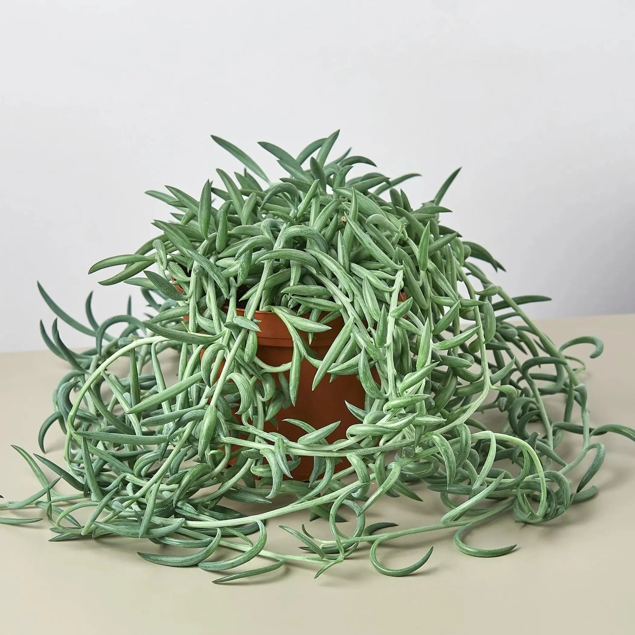 Senecio Succulent 'Fish Hooks' House Plant Wholesale