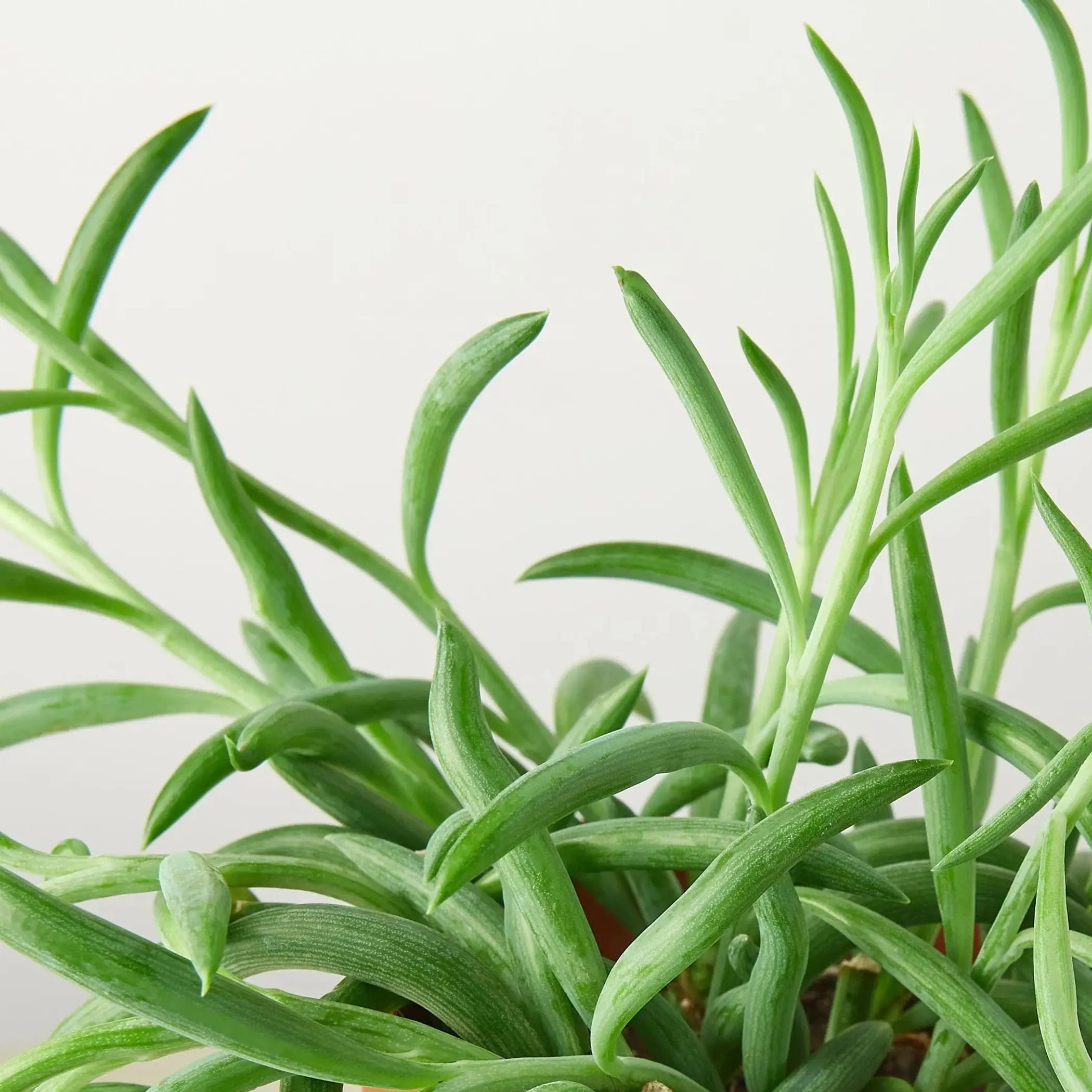 Senecio Succulent 'Fish Hooks' House Plant Wholesale