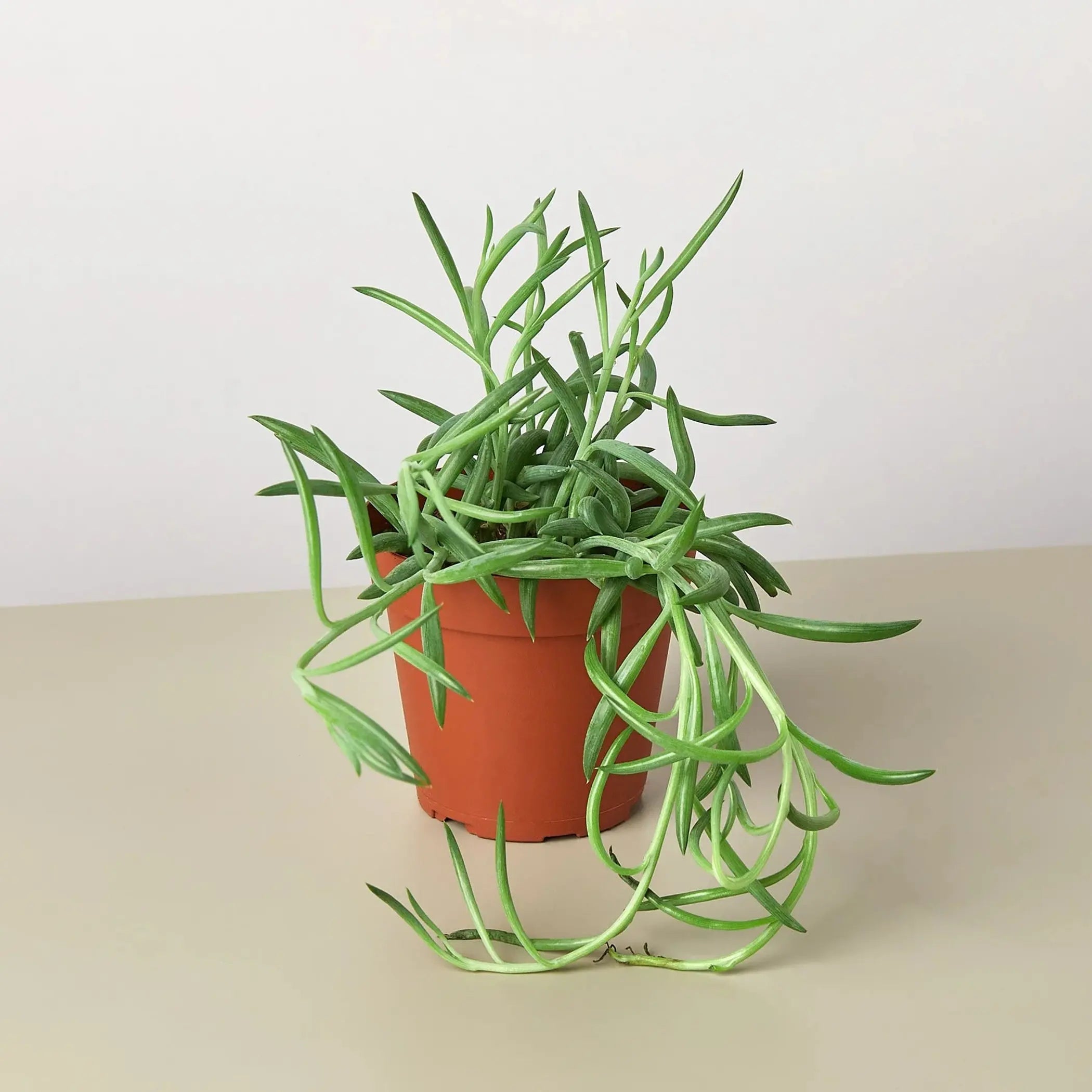 Senecio Succulent 'Fish Hooks' House Plant Wholesale