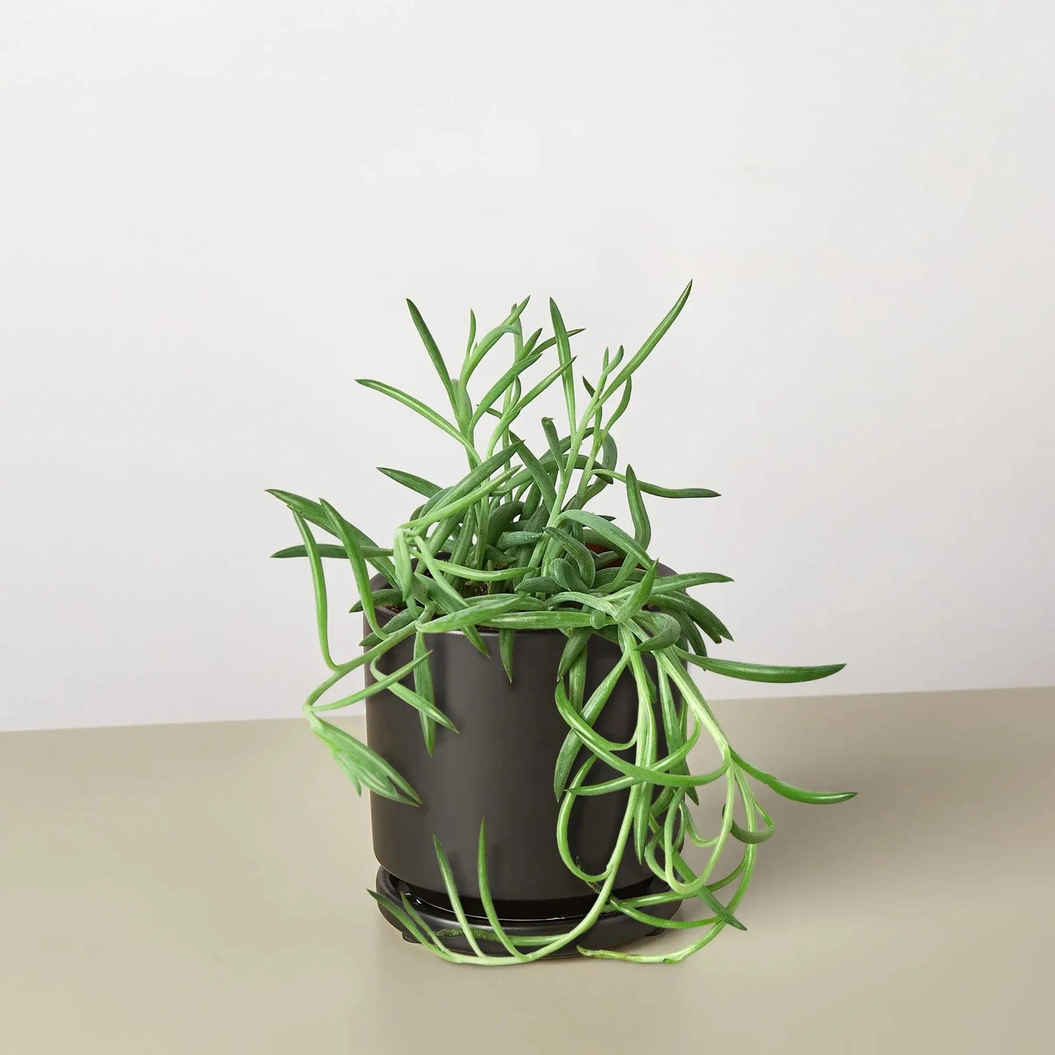 Senecio Succulent 'Fish Hooks' House Plant Wholesale